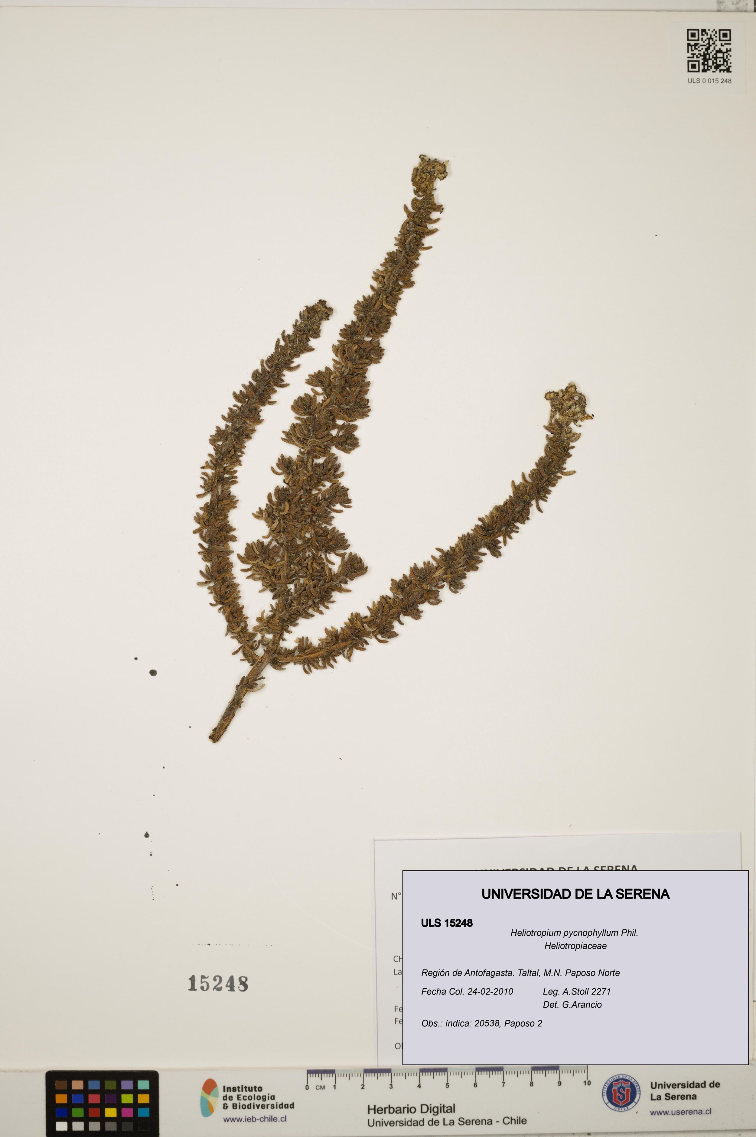 Heliotropium pycnophyllum [Espécimen: ]
