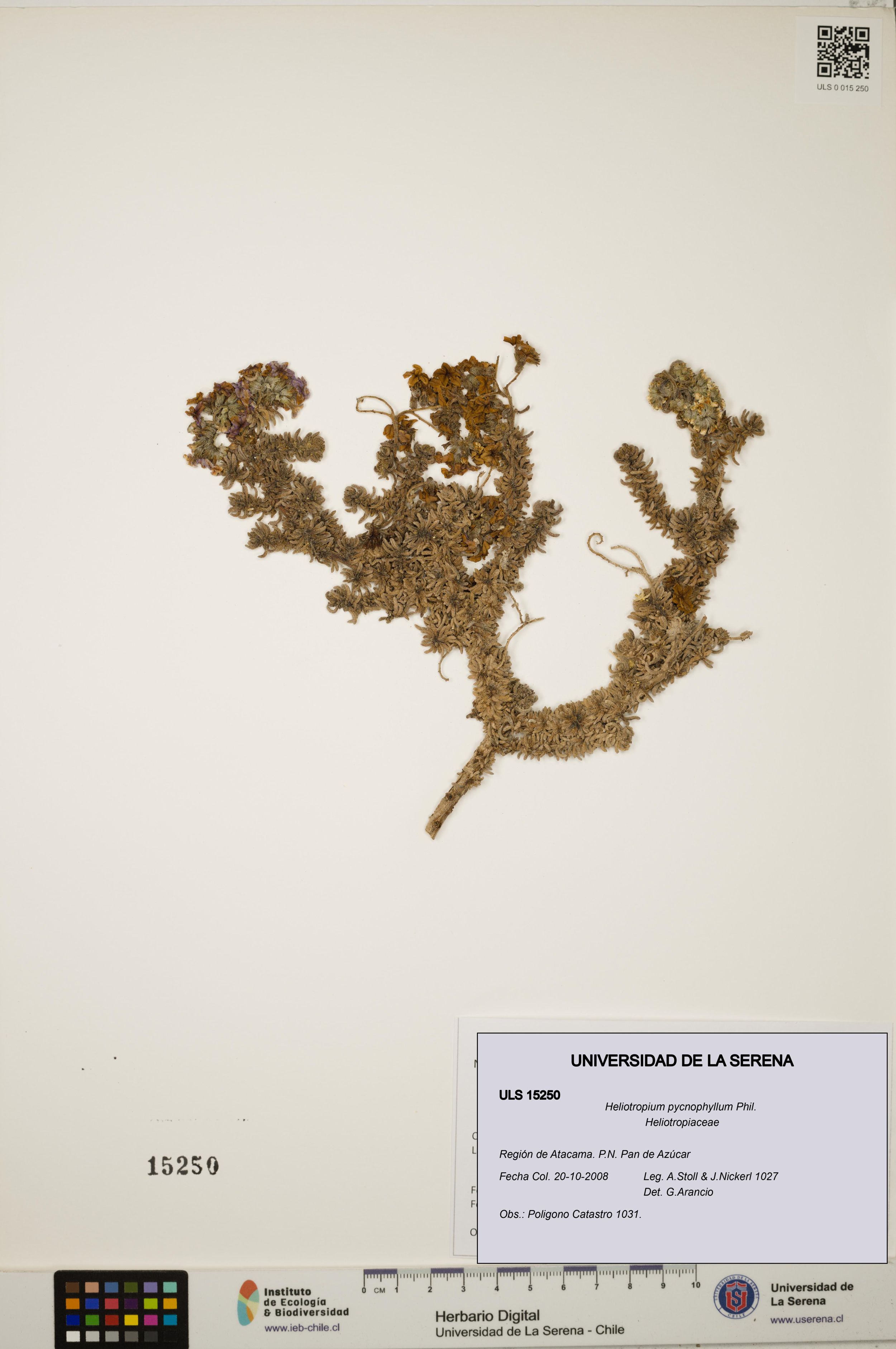 Heliotropium pycnophyllum [Espécimen: ]