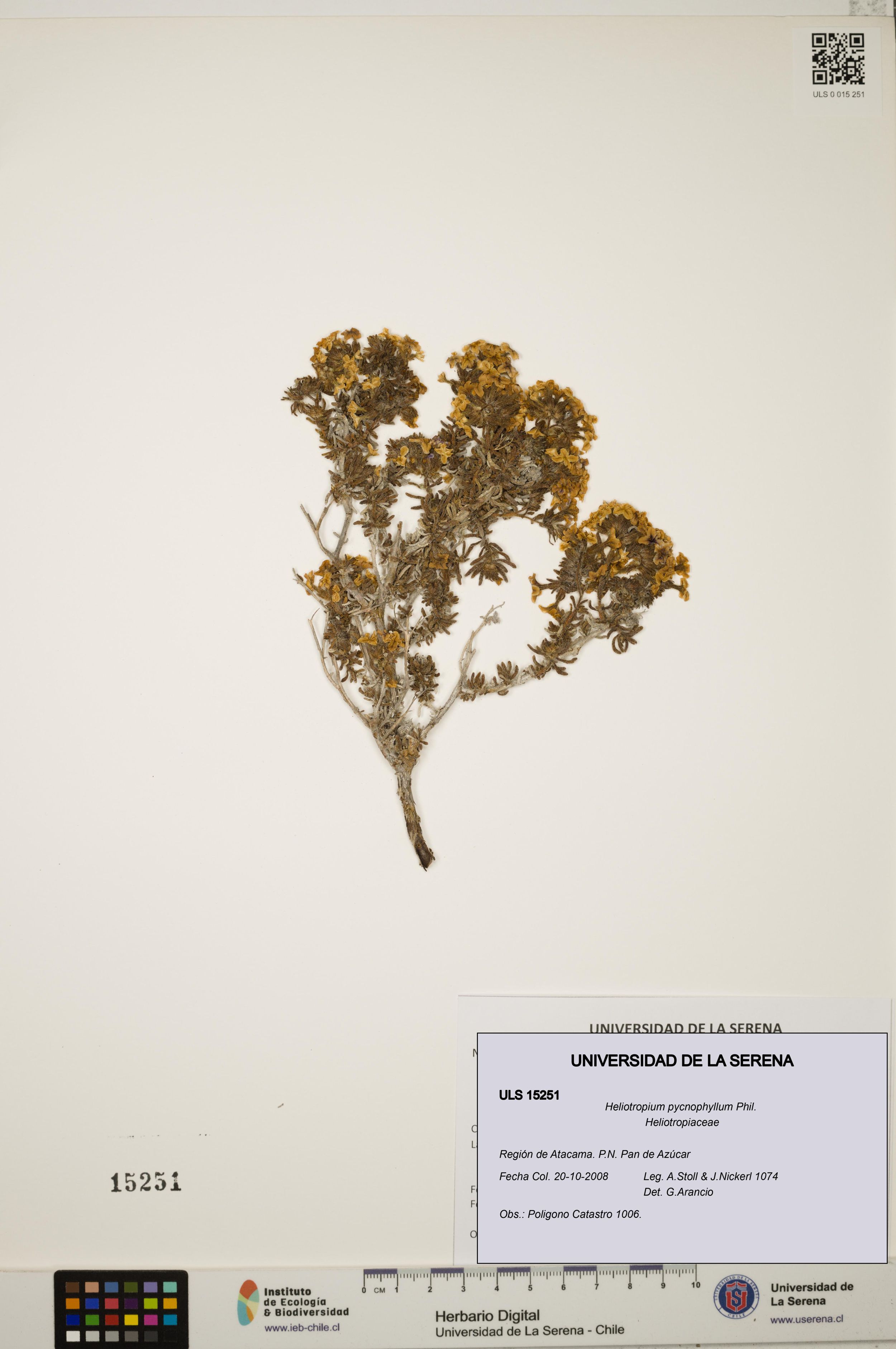 Heliotropium pycnophyllum [Espécimen: ]