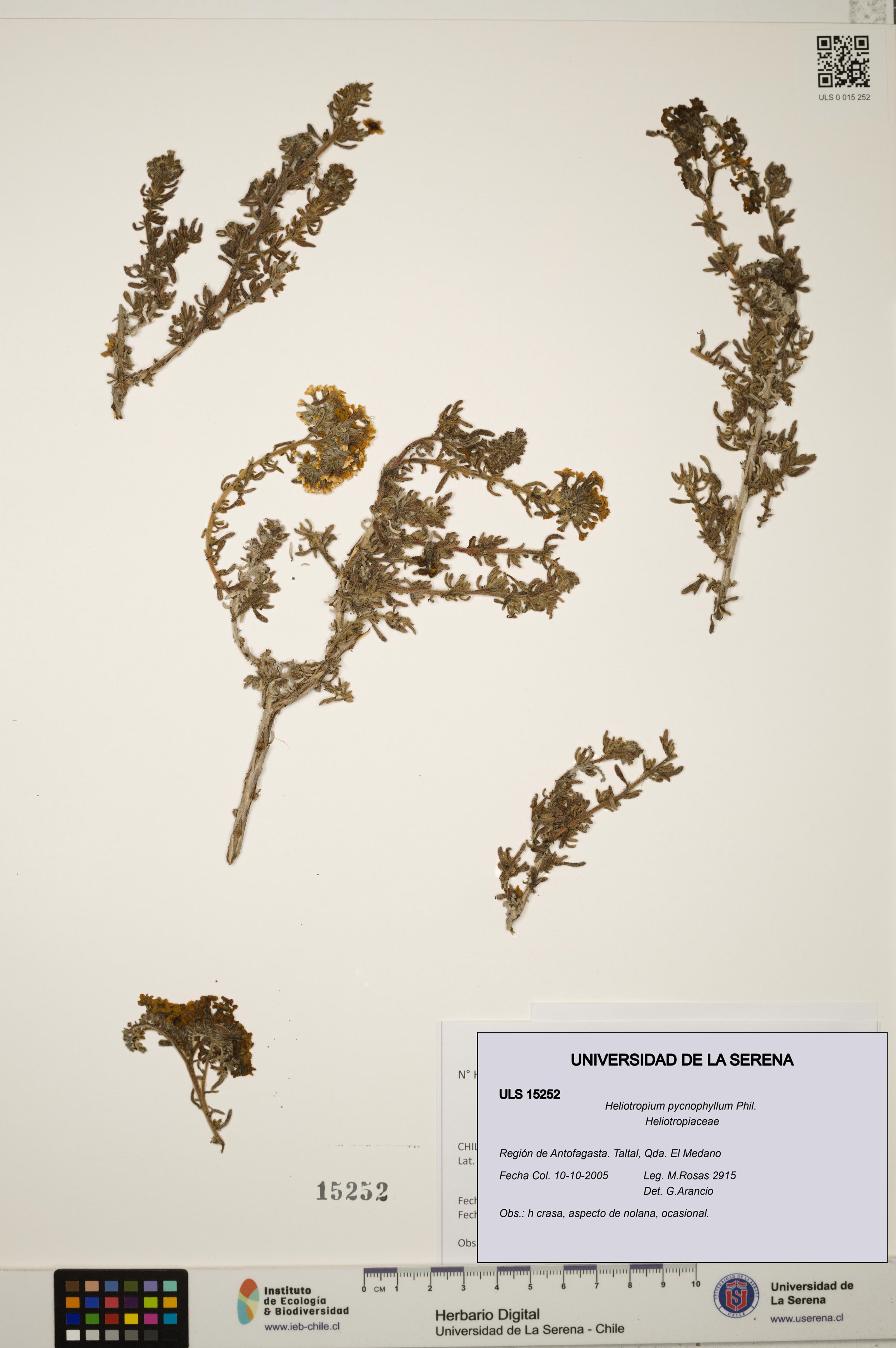 Heliotropium pycnophyllum [Espécimen: ]
