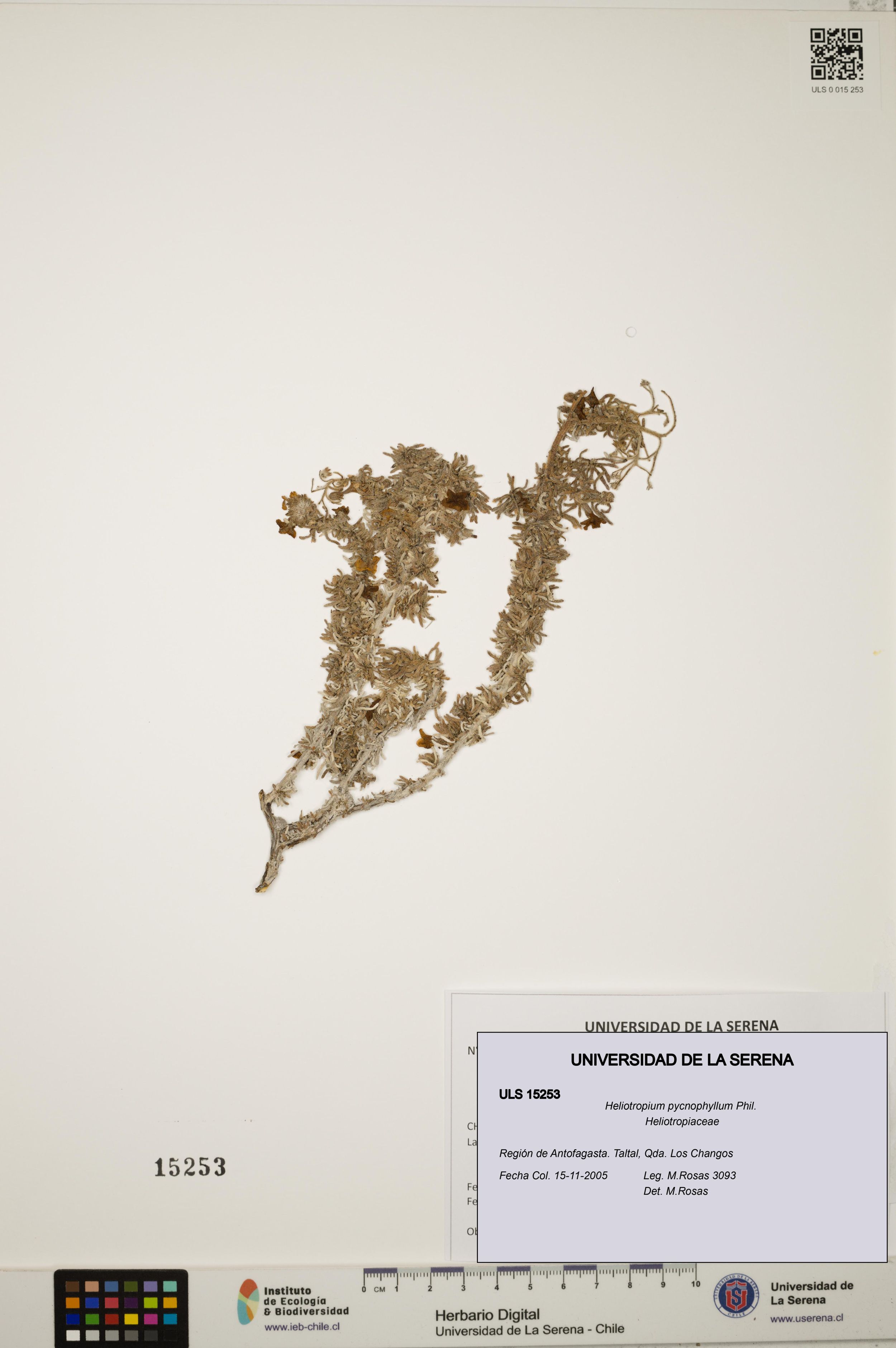 Heliotropium pycnophyllum [Espécimen: ]