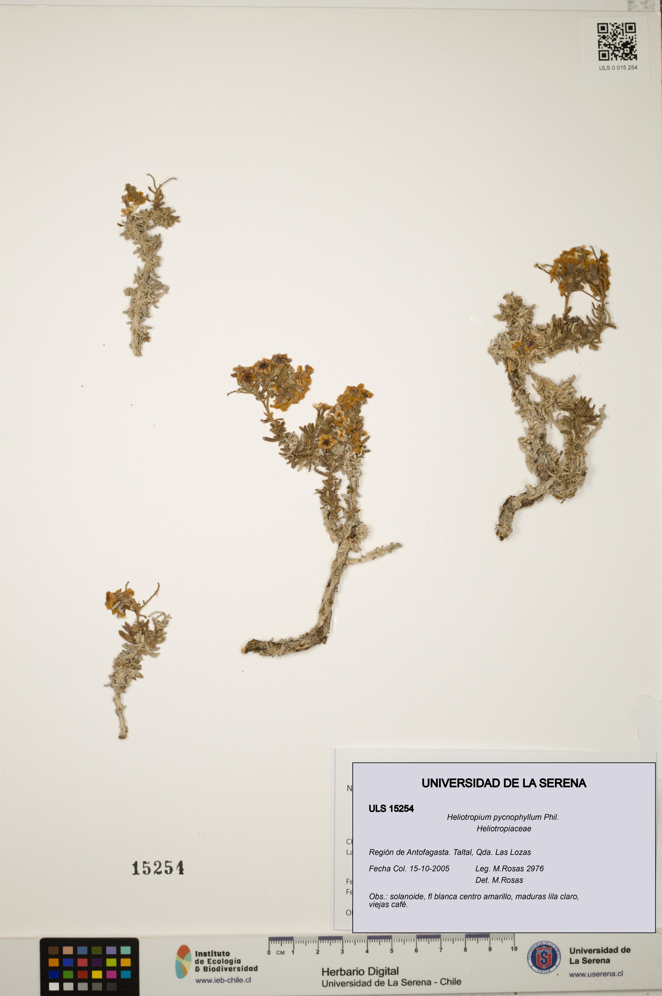 Heliotropium pycnophyllum [Espécimen: ]
