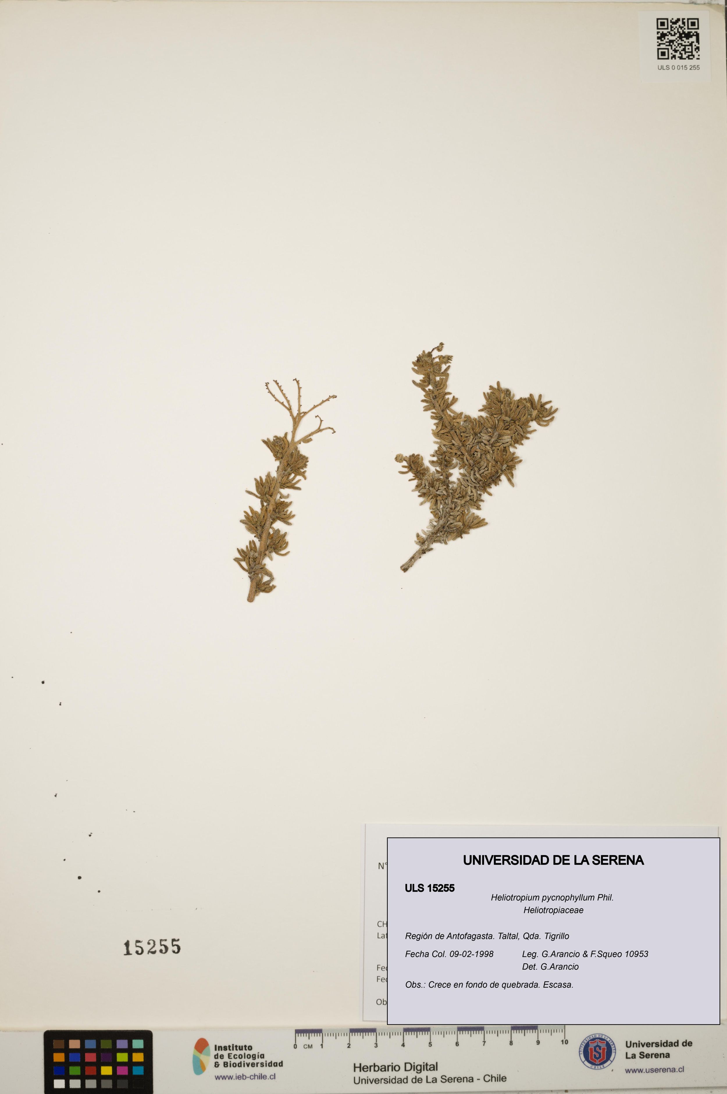 Heliotropium pycnophyllum [Espécimen: ]