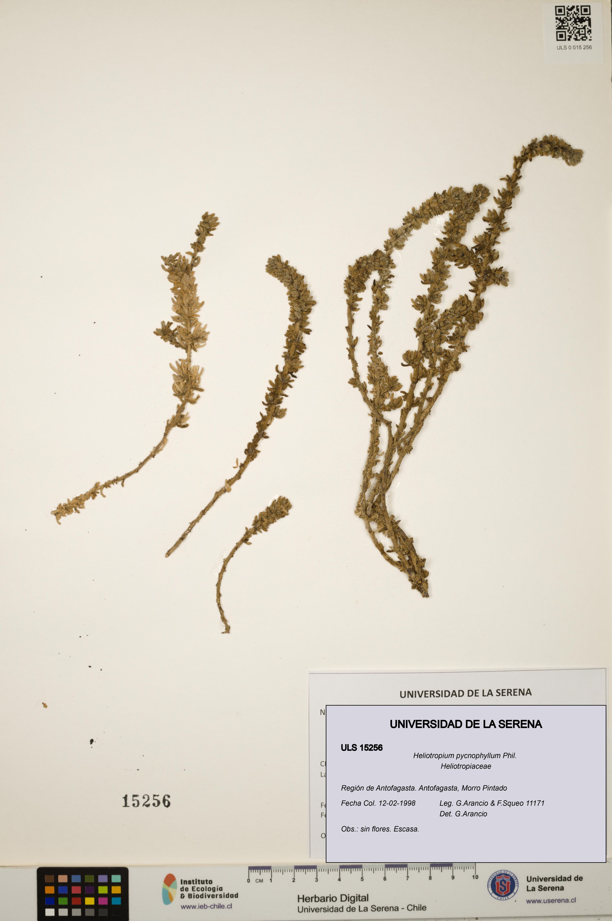 Heliotropium pycnophyllum [Espécimen: ]