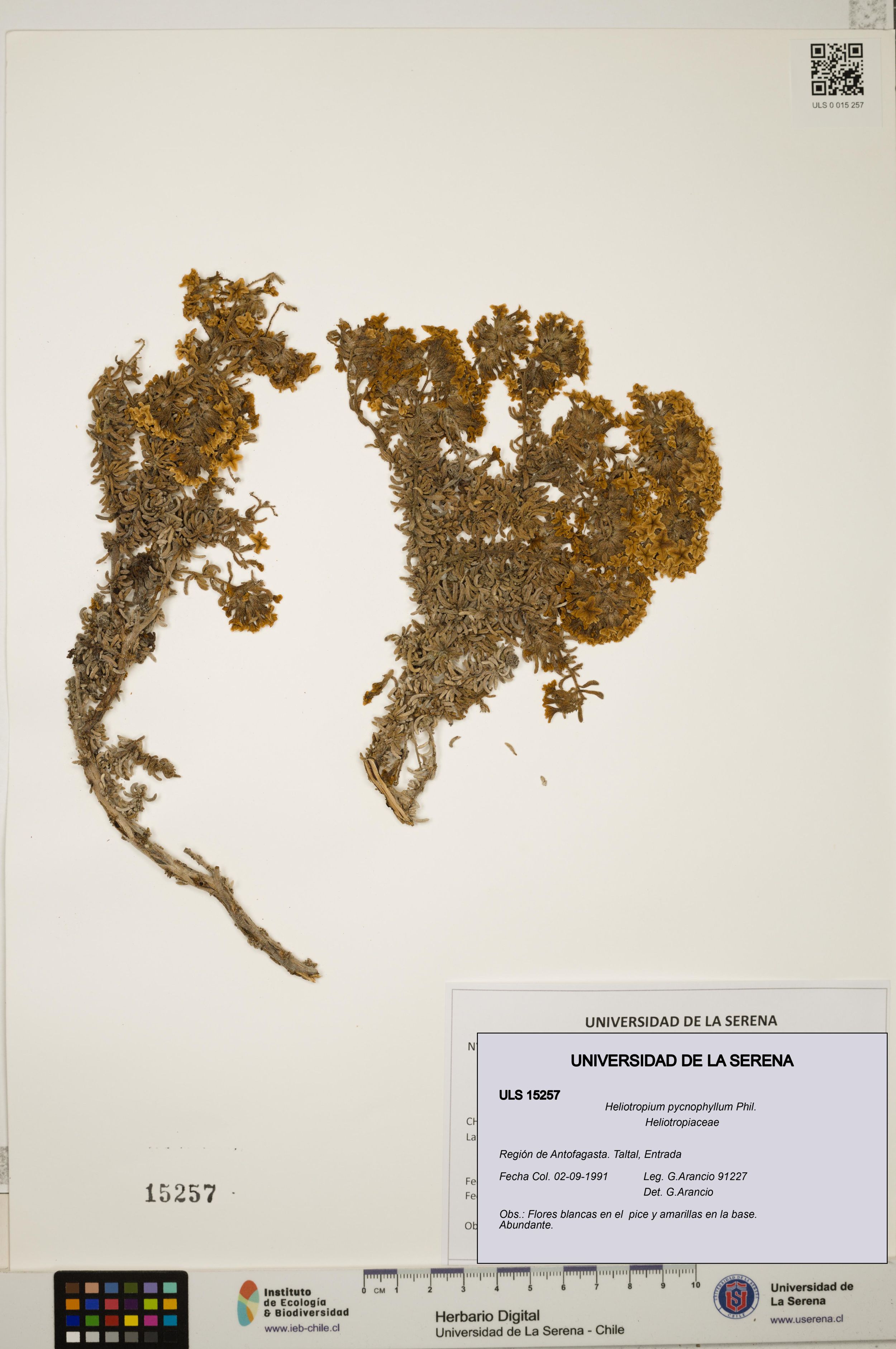 Heliotropium pycnophyllum [Espécimen: ]