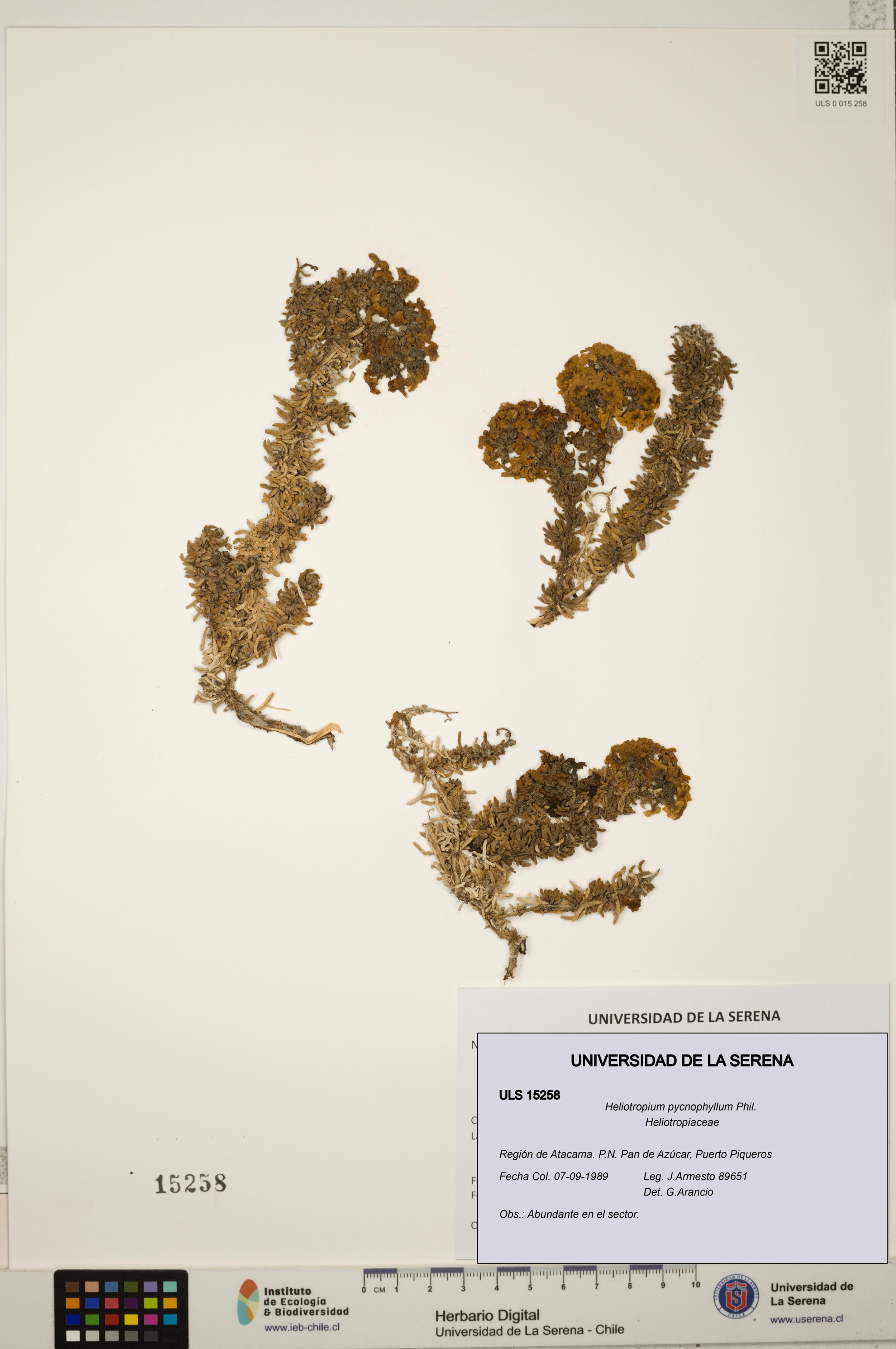 Heliotropium pycnophyllum [Espécimen: ]