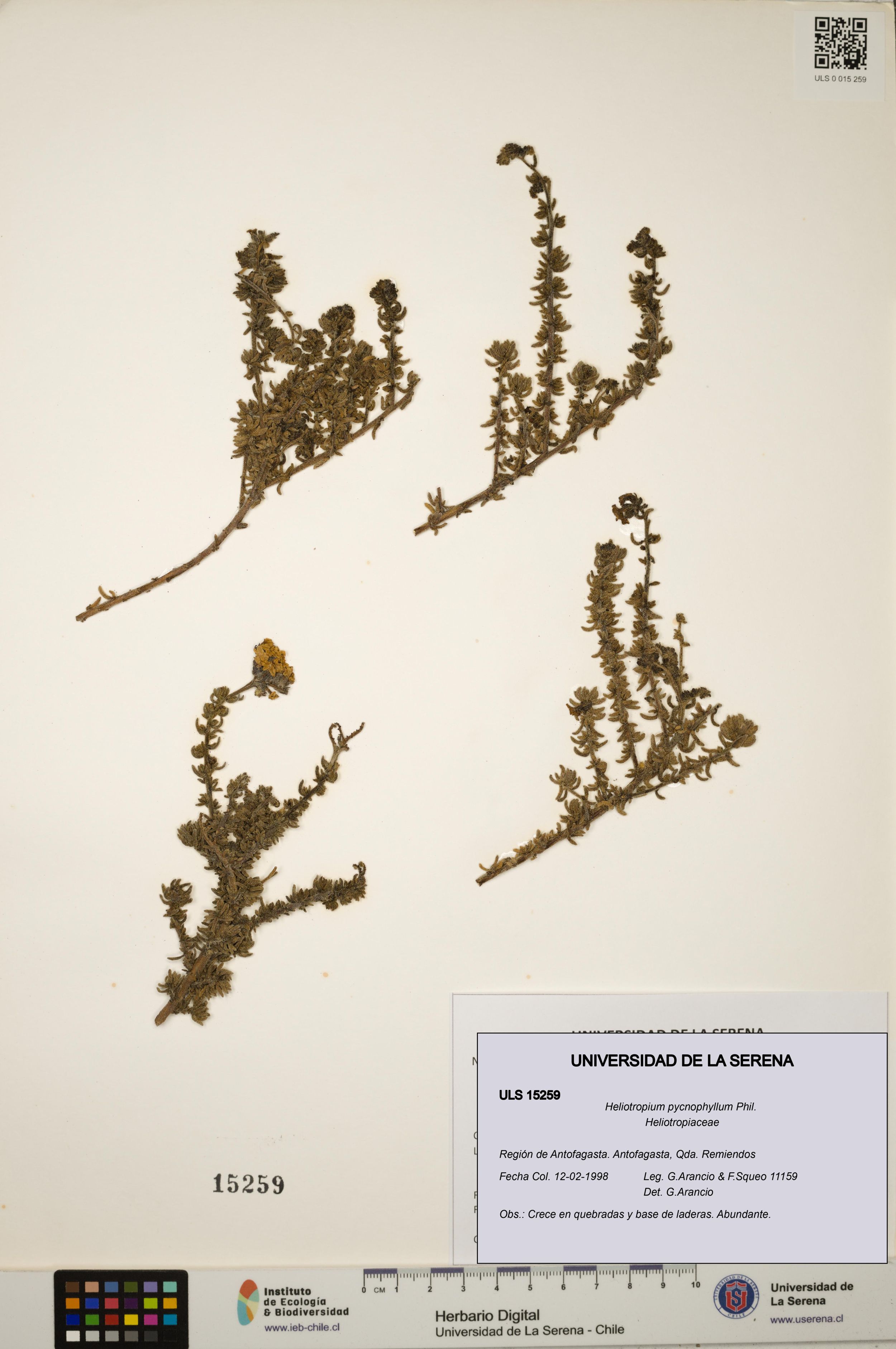 Heliotropium pycnophyllum [Espécimen: ]
