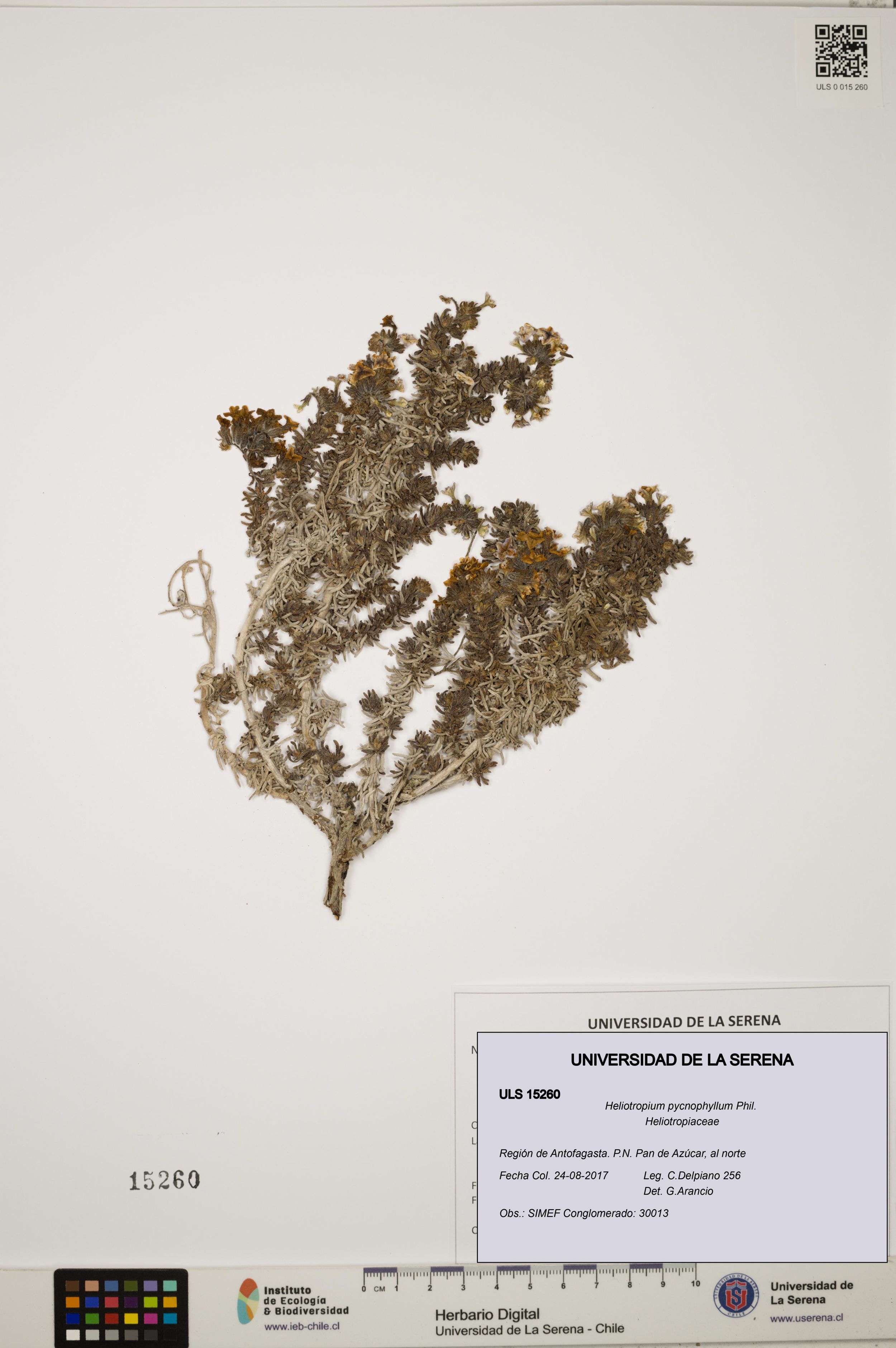 Heliotropium pycnophyllum [Espécimen: ]