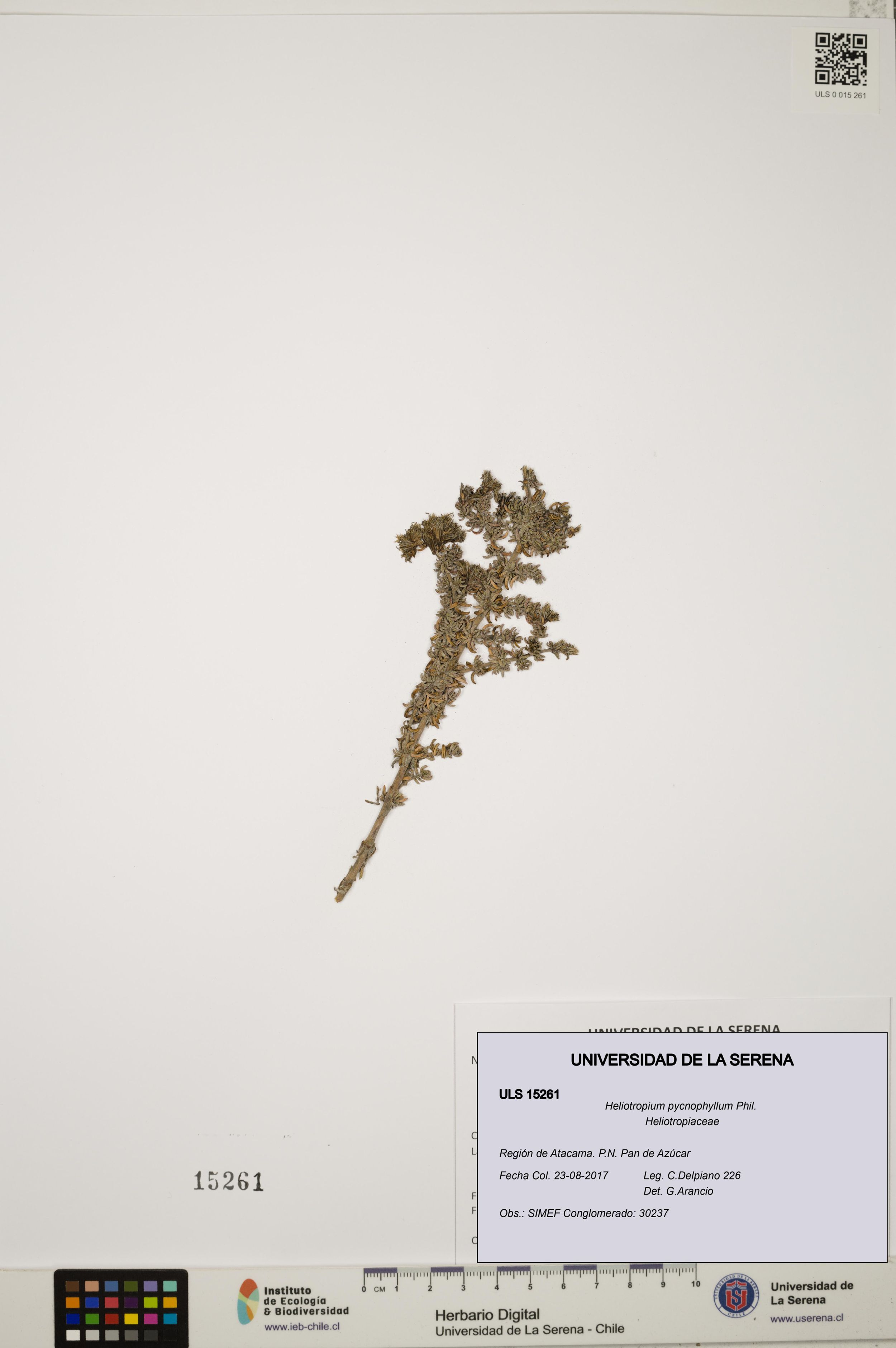Heliotropium pycnophyllum [Espécimen: ]
