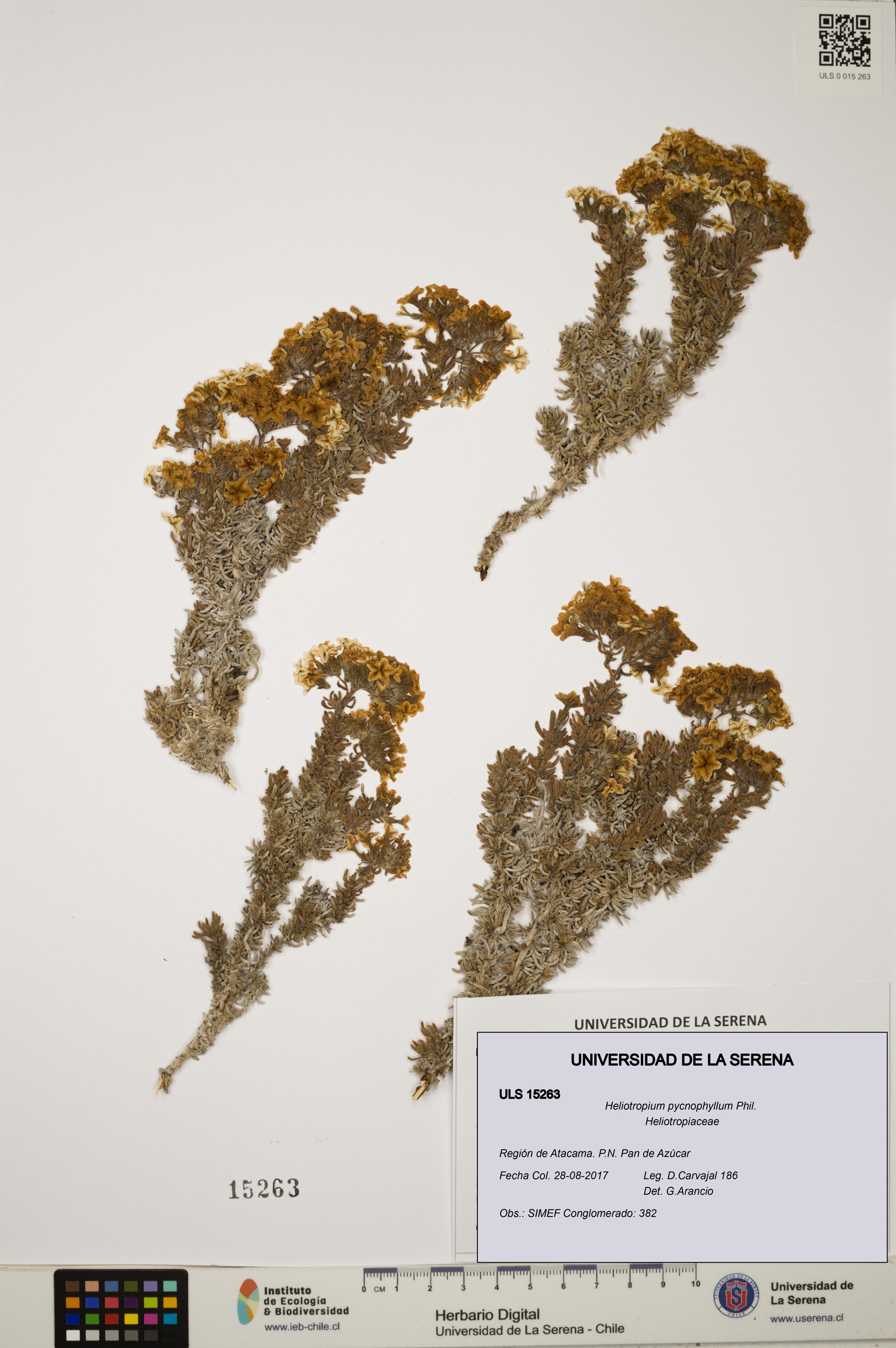 Heliotropium pycnophyllum [Espécimen: ]