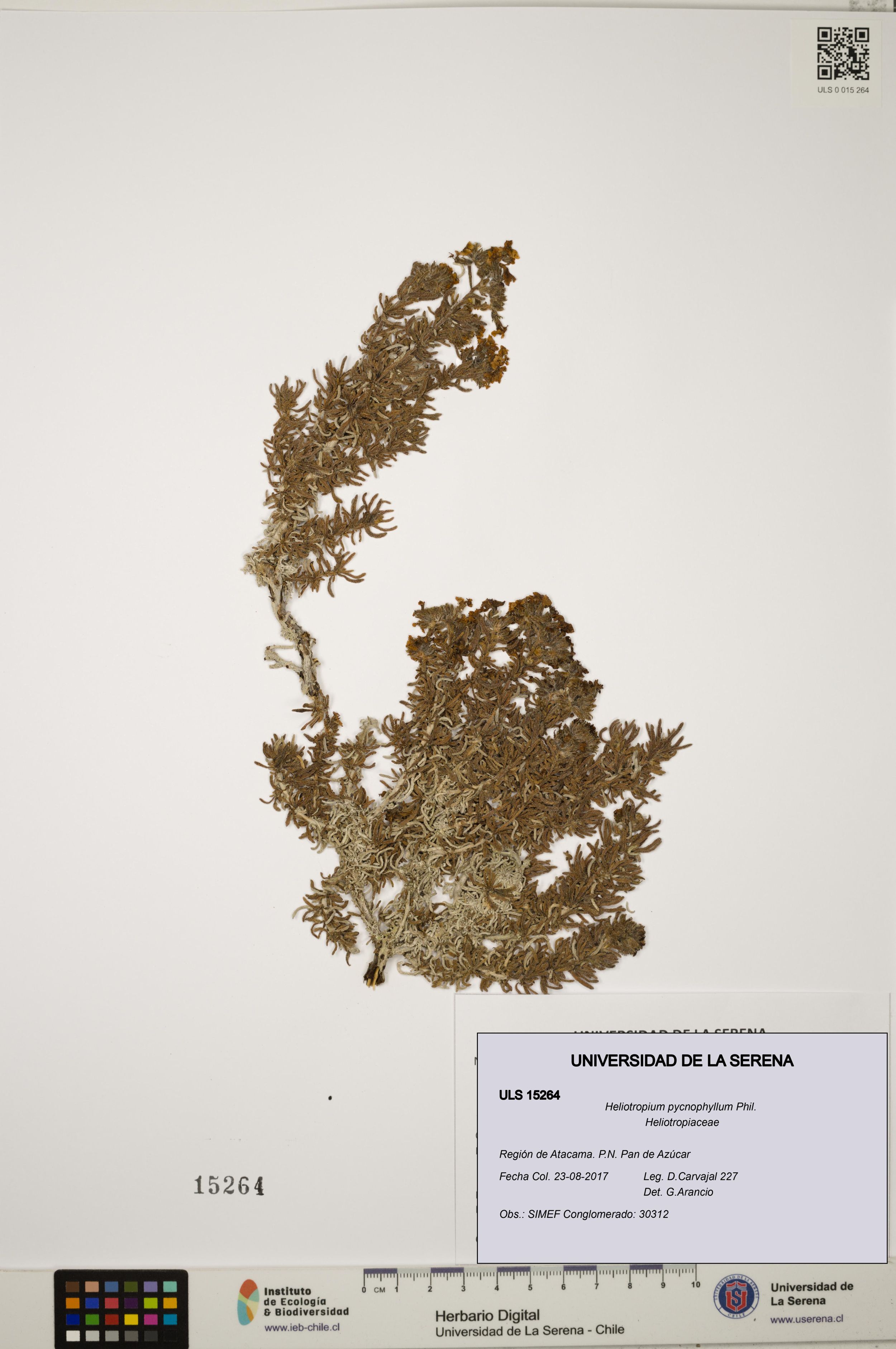 Heliotropium pycnophyllum [Espécimen: ]