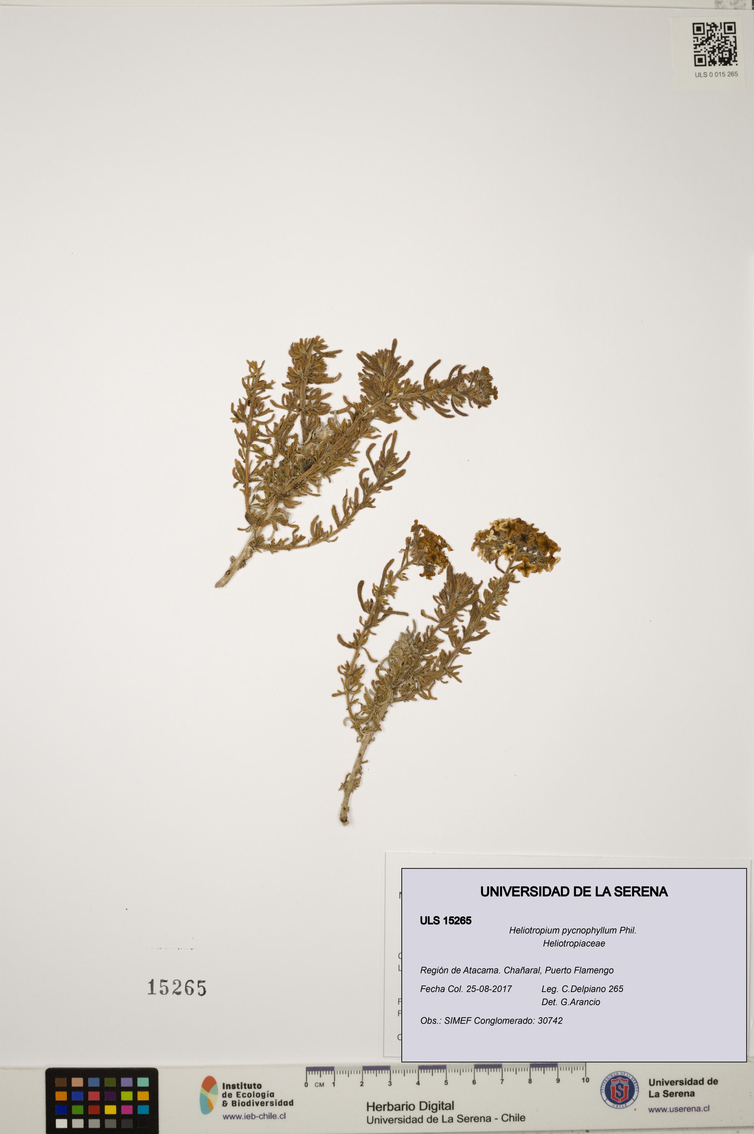 Heliotropium pycnophyllum [Espécimen: ]
