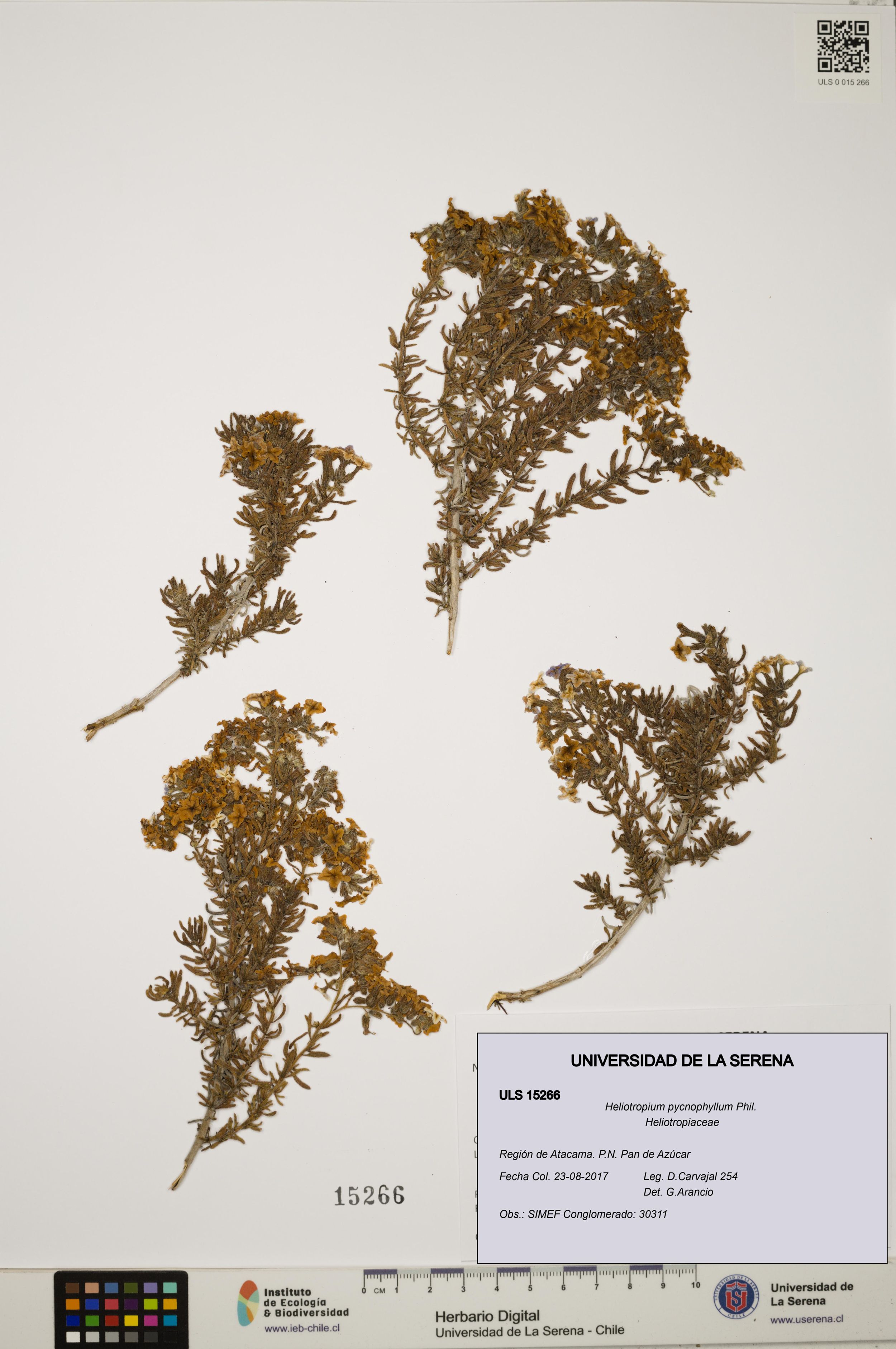 Heliotropium pycnophyllum [Espécimen: ]