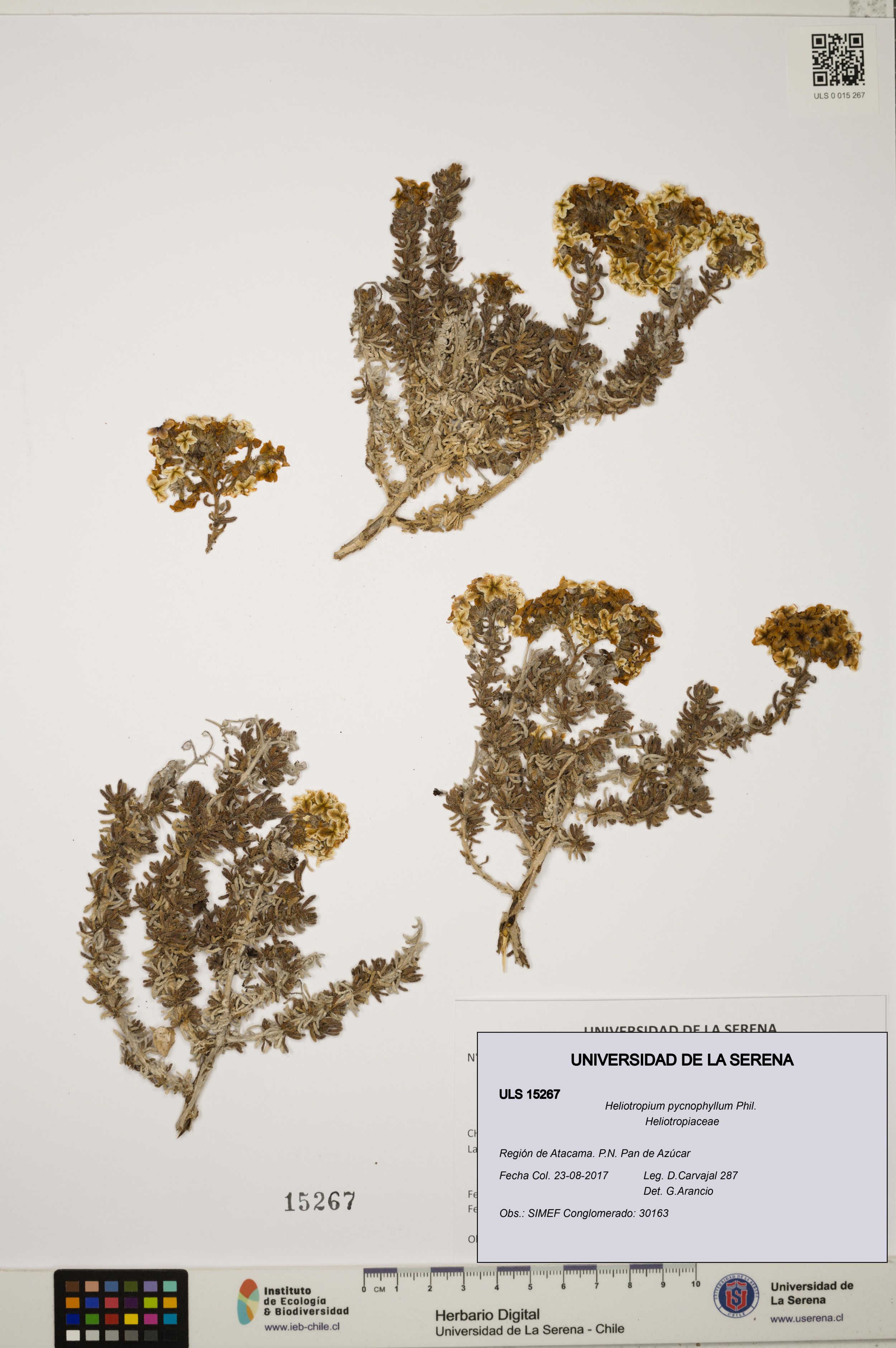 Heliotropium pycnophyllum [Espécimen: ]