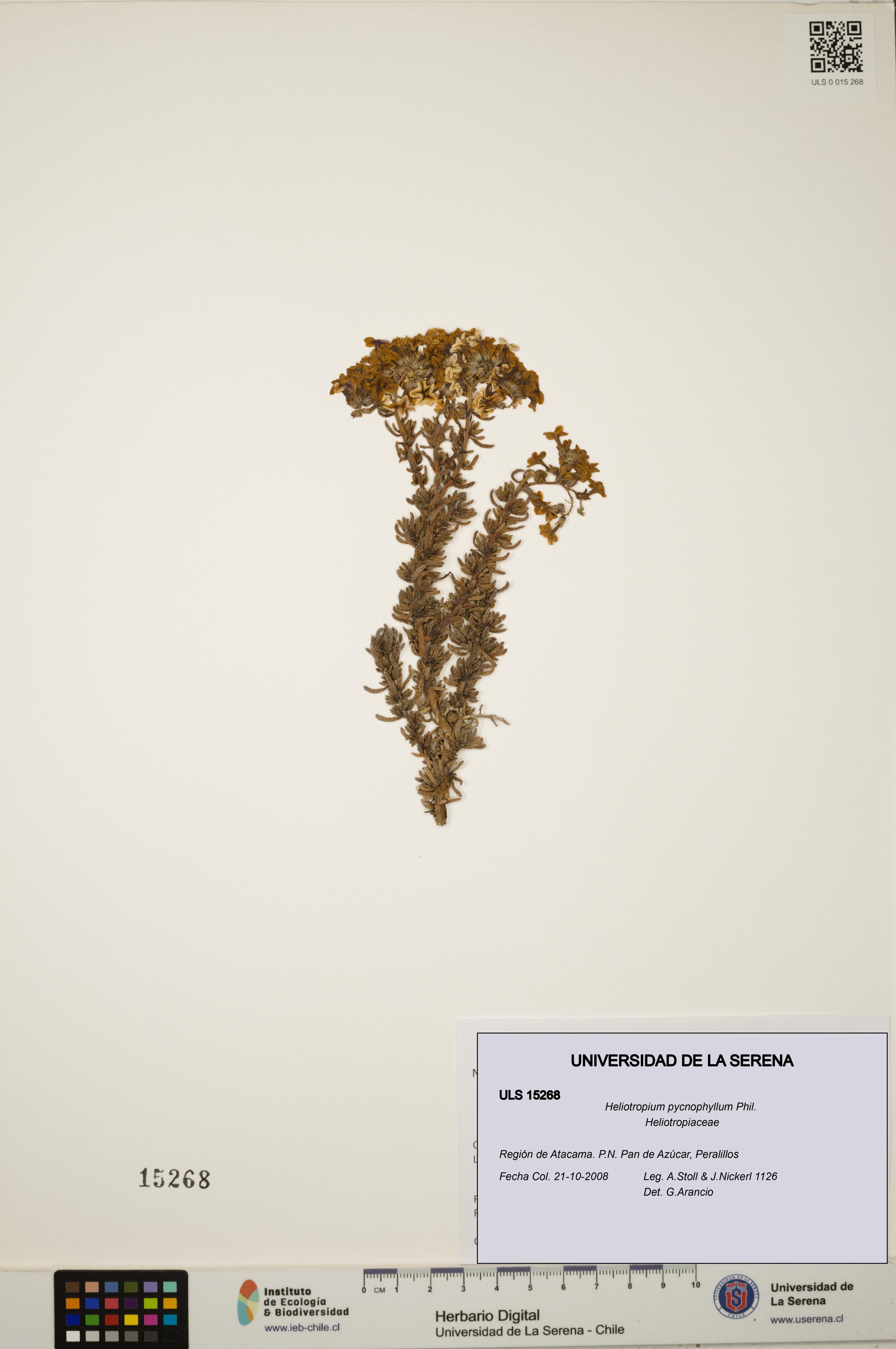 Heliotropium pycnophyllum [Espécimen: ]