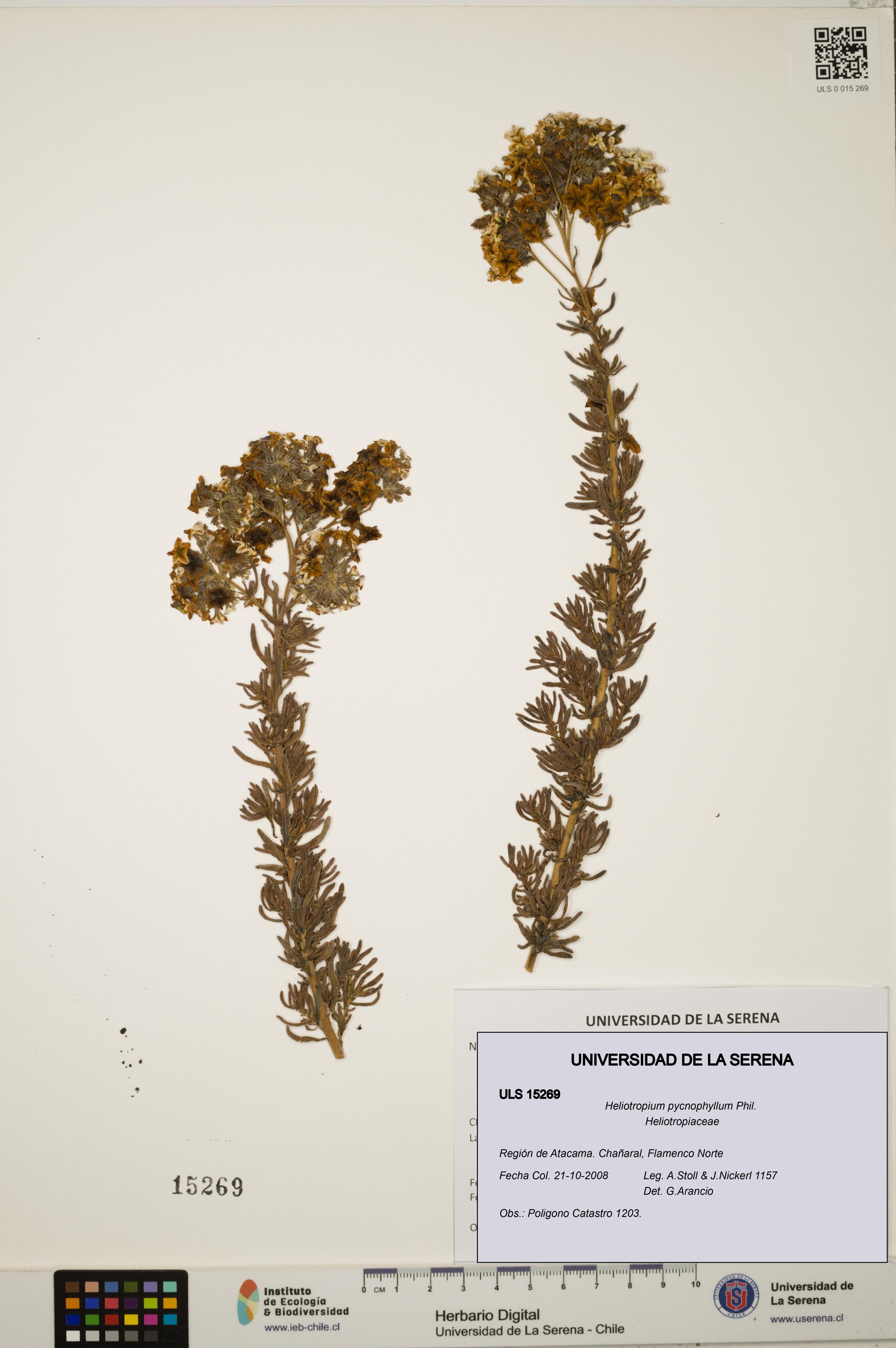 Heliotropium pycnophyllum [Espécimen: ]