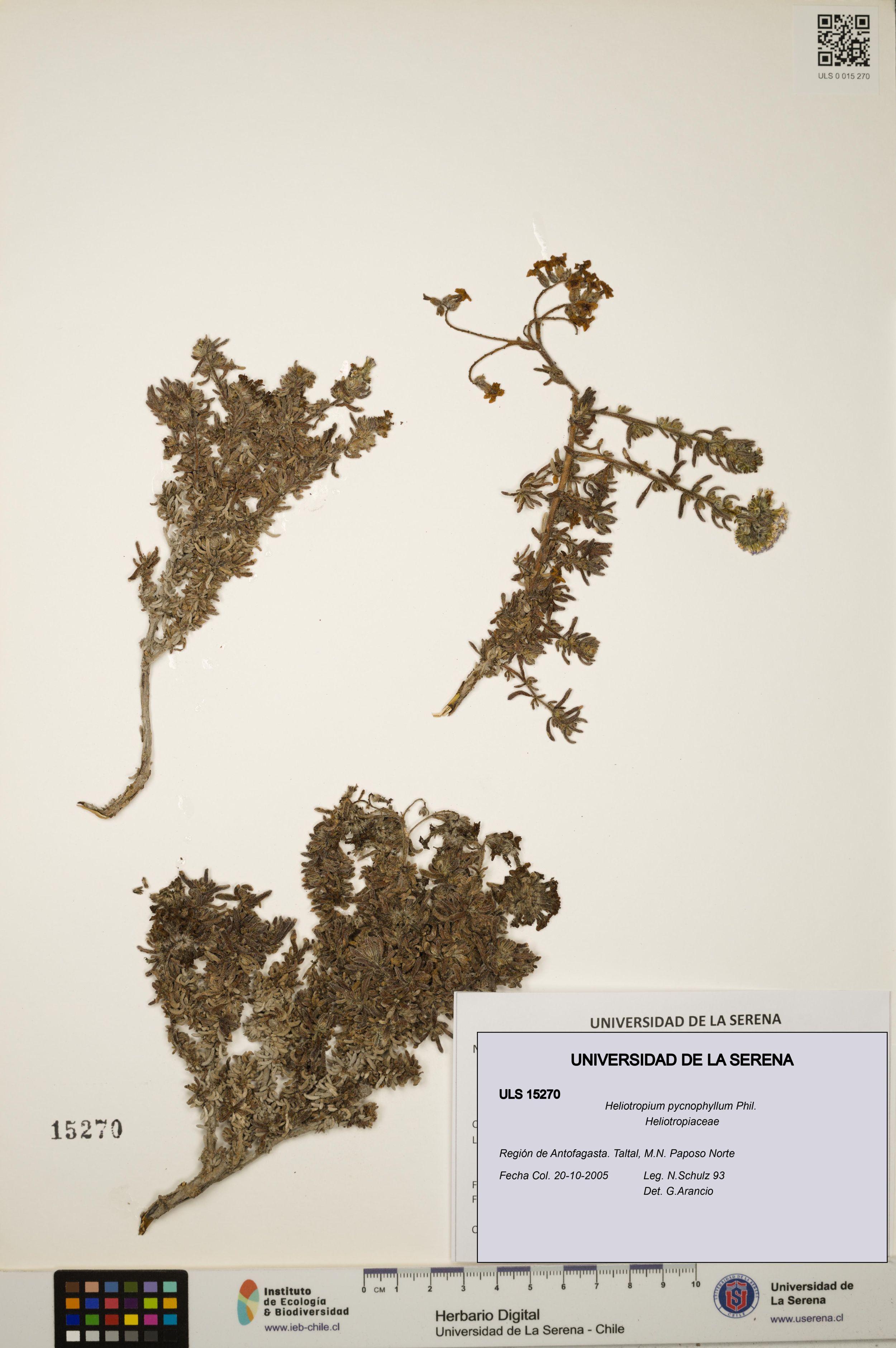 Heliotropium pycnophyllum [Espécimen: ]