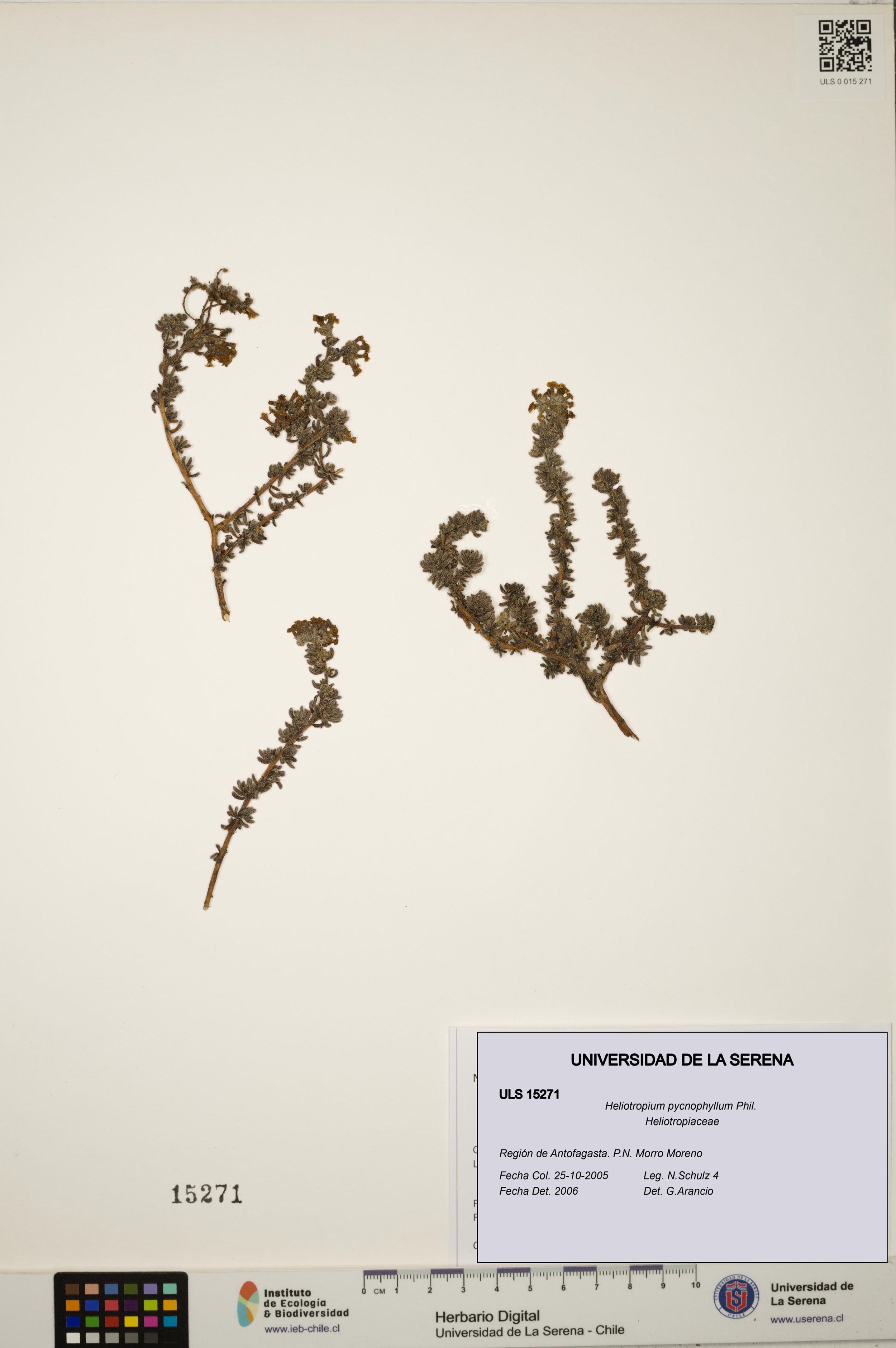 Heliotropium pycnophyllum [Espécimen: ]