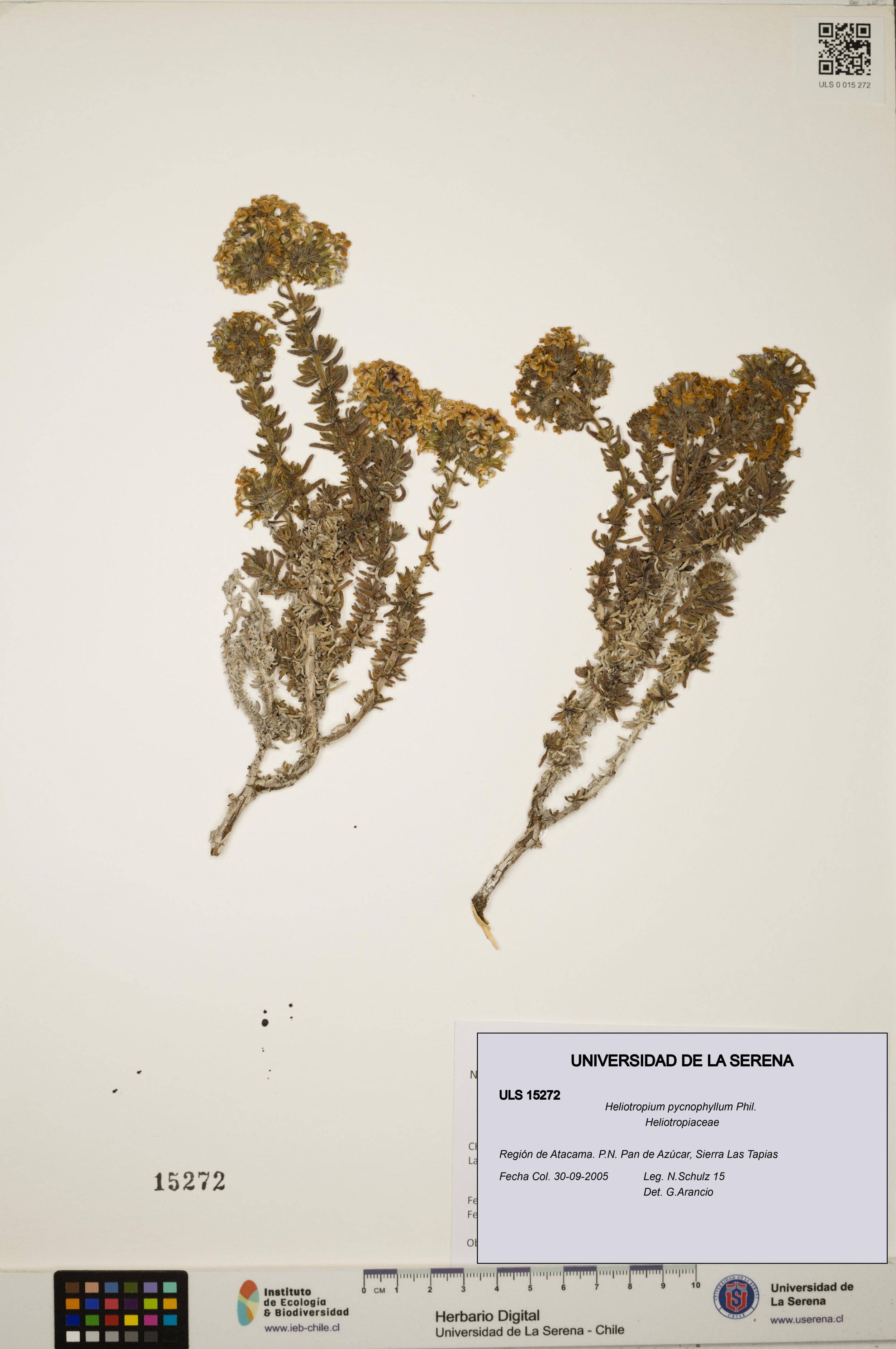 Heliotropium pycnophyllum [Espécimen: ]
