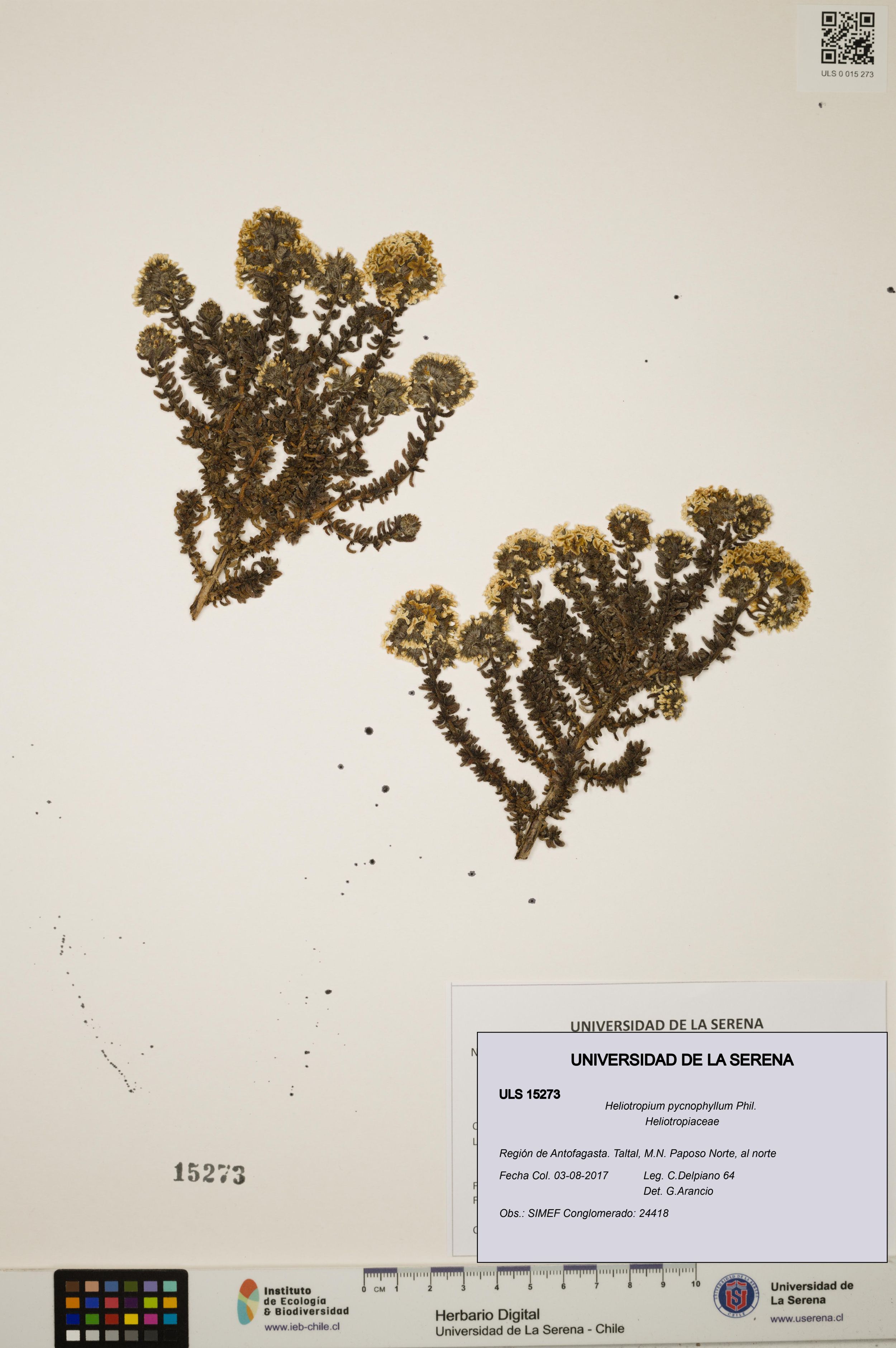 Heliotropium pycnophyllum [Espécimen: ]