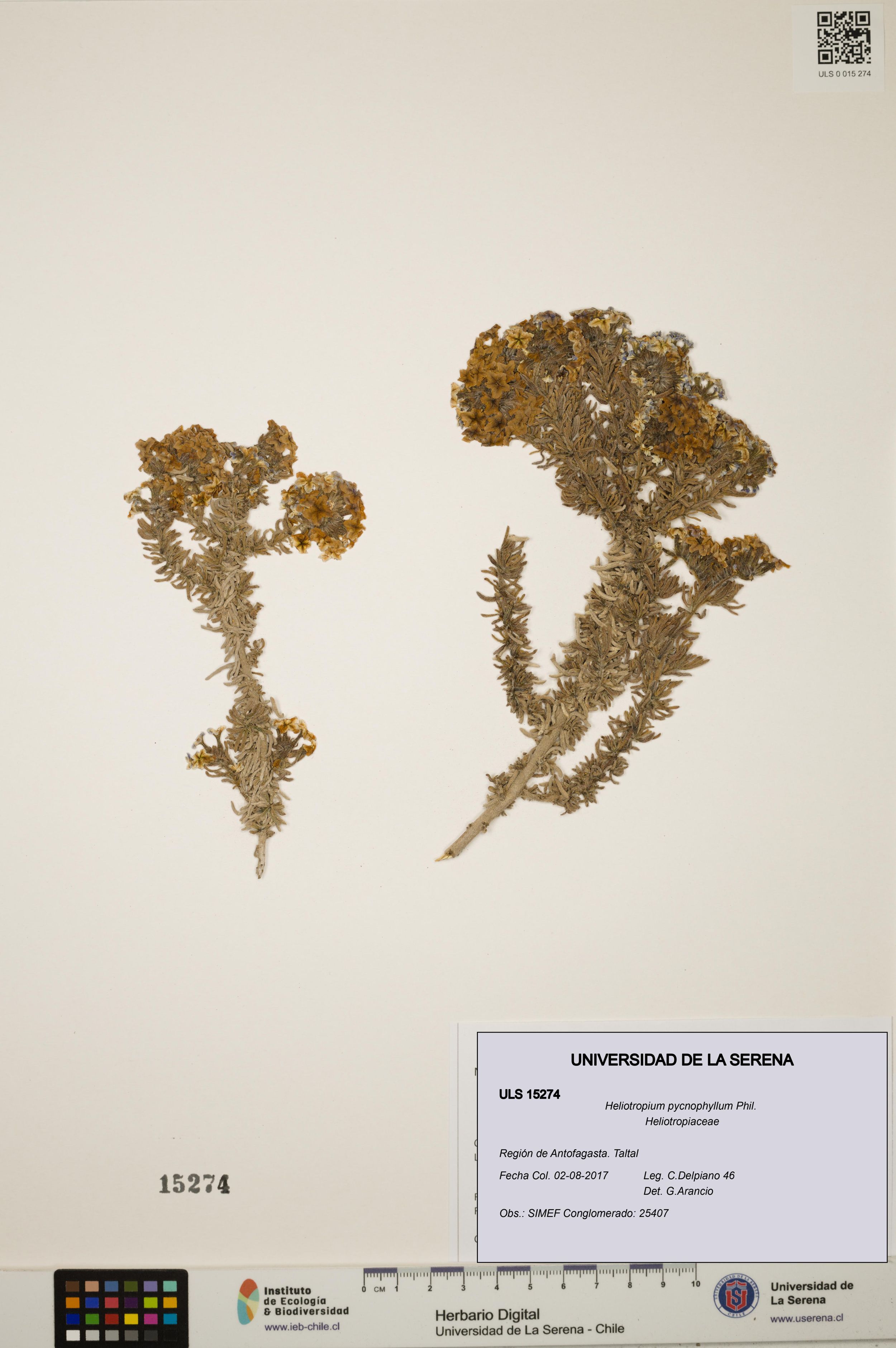 Heliotropium pycnophyllum [Espécimen: ]