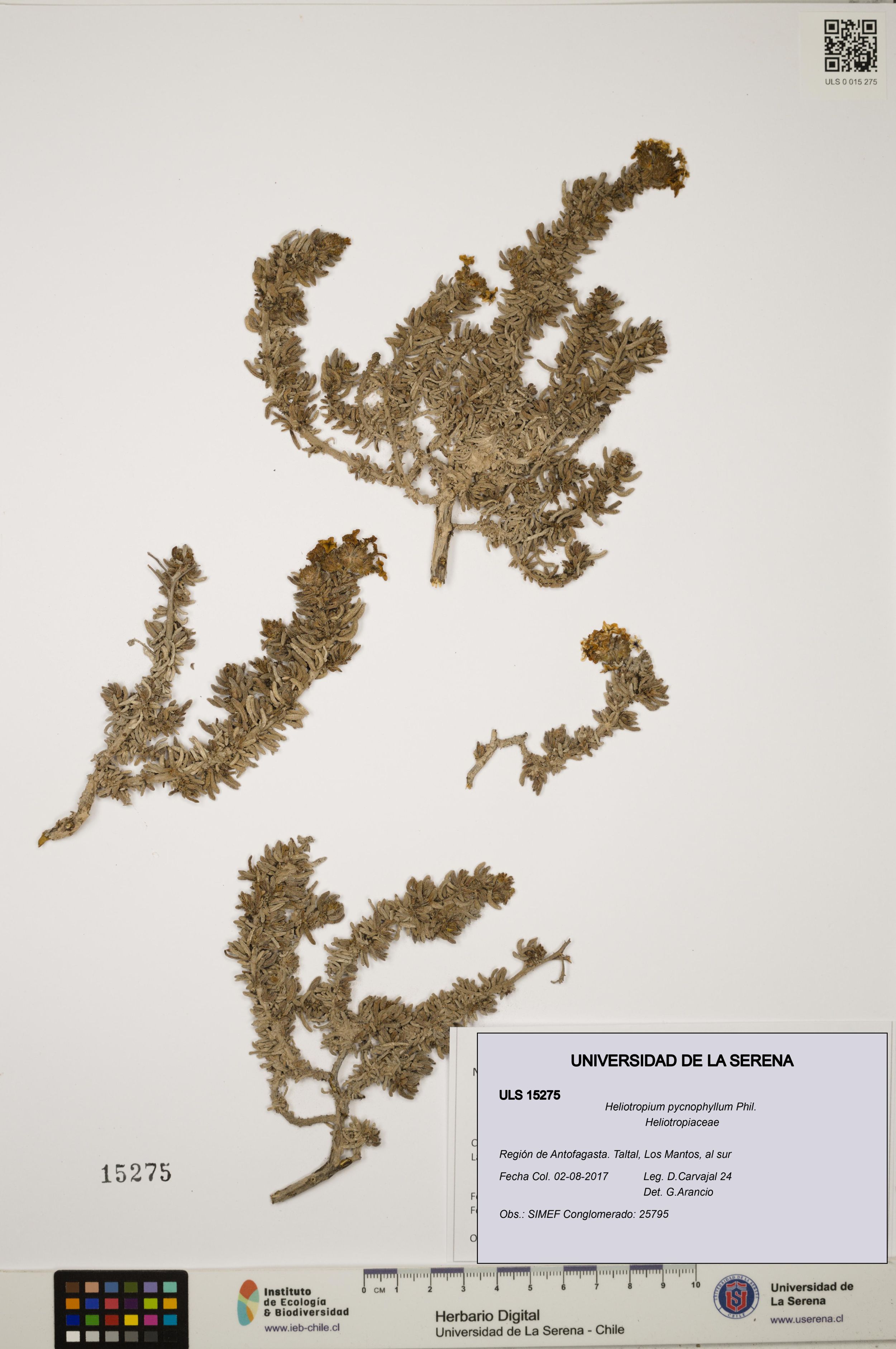 Heliotropium pycnophyllum [Espécimen: ]