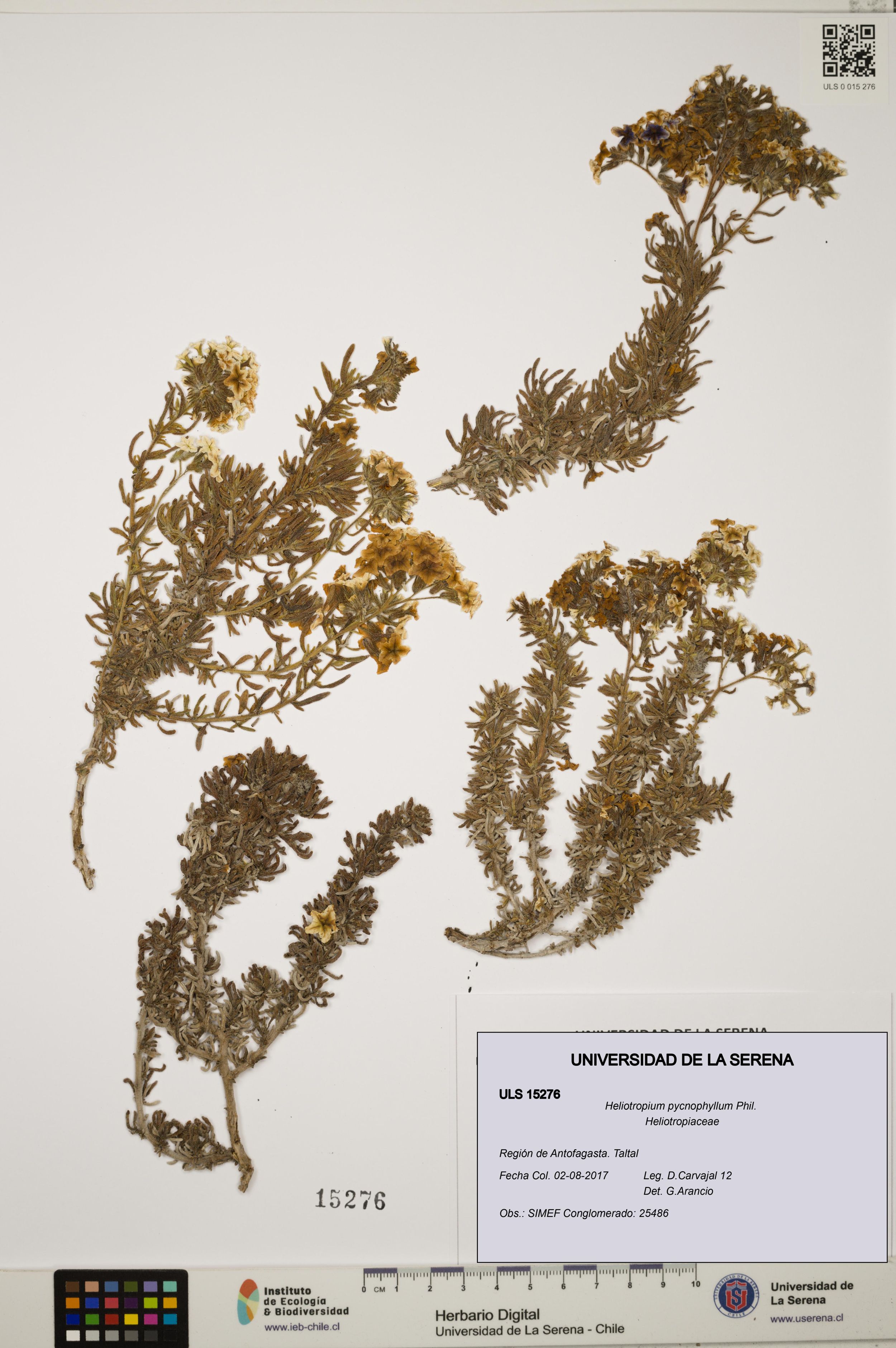Heliotropium pycnophyllum [Espécimen: ]