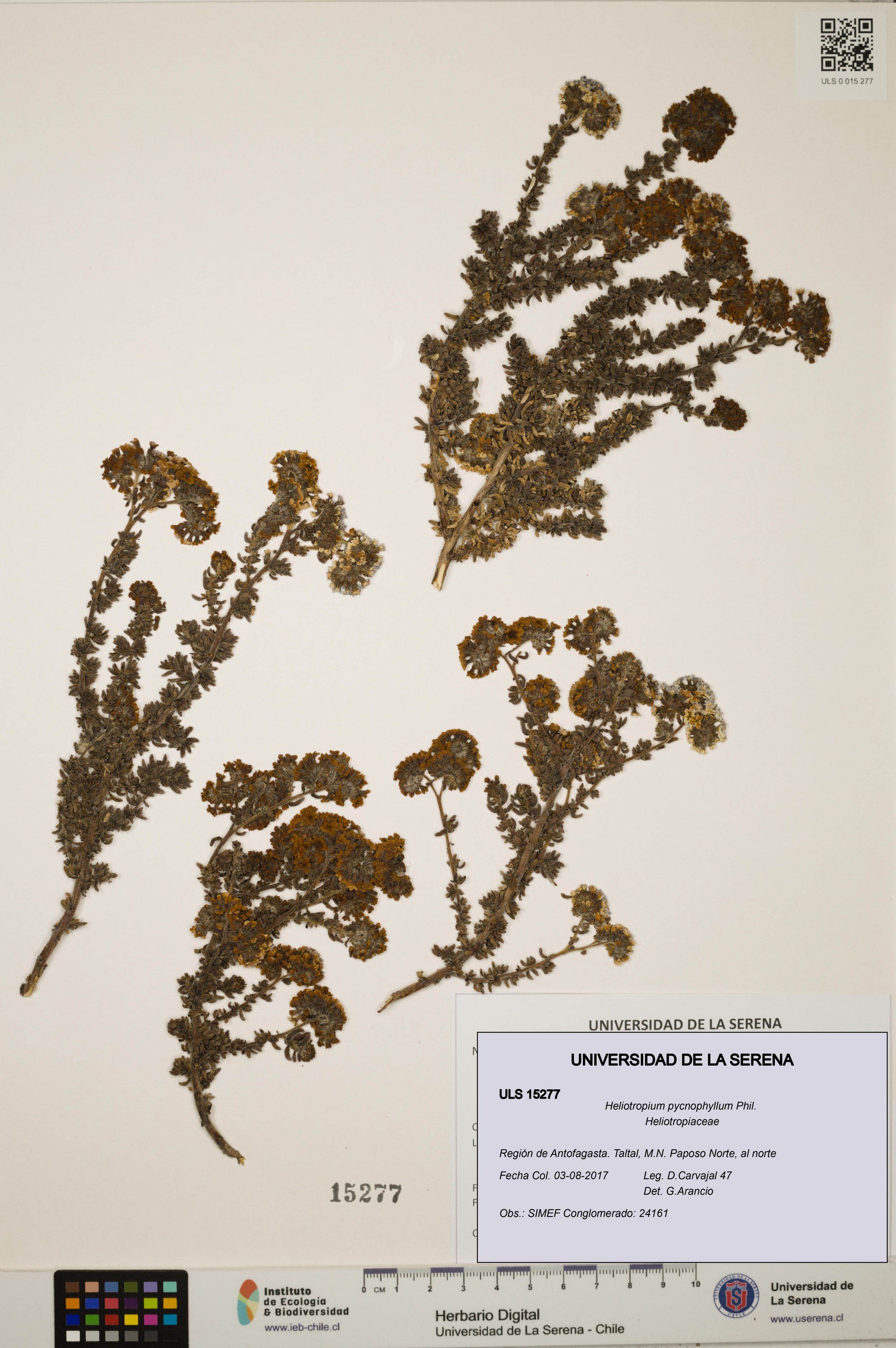 Heliotropium pycnophyllum [Espécimen: ]