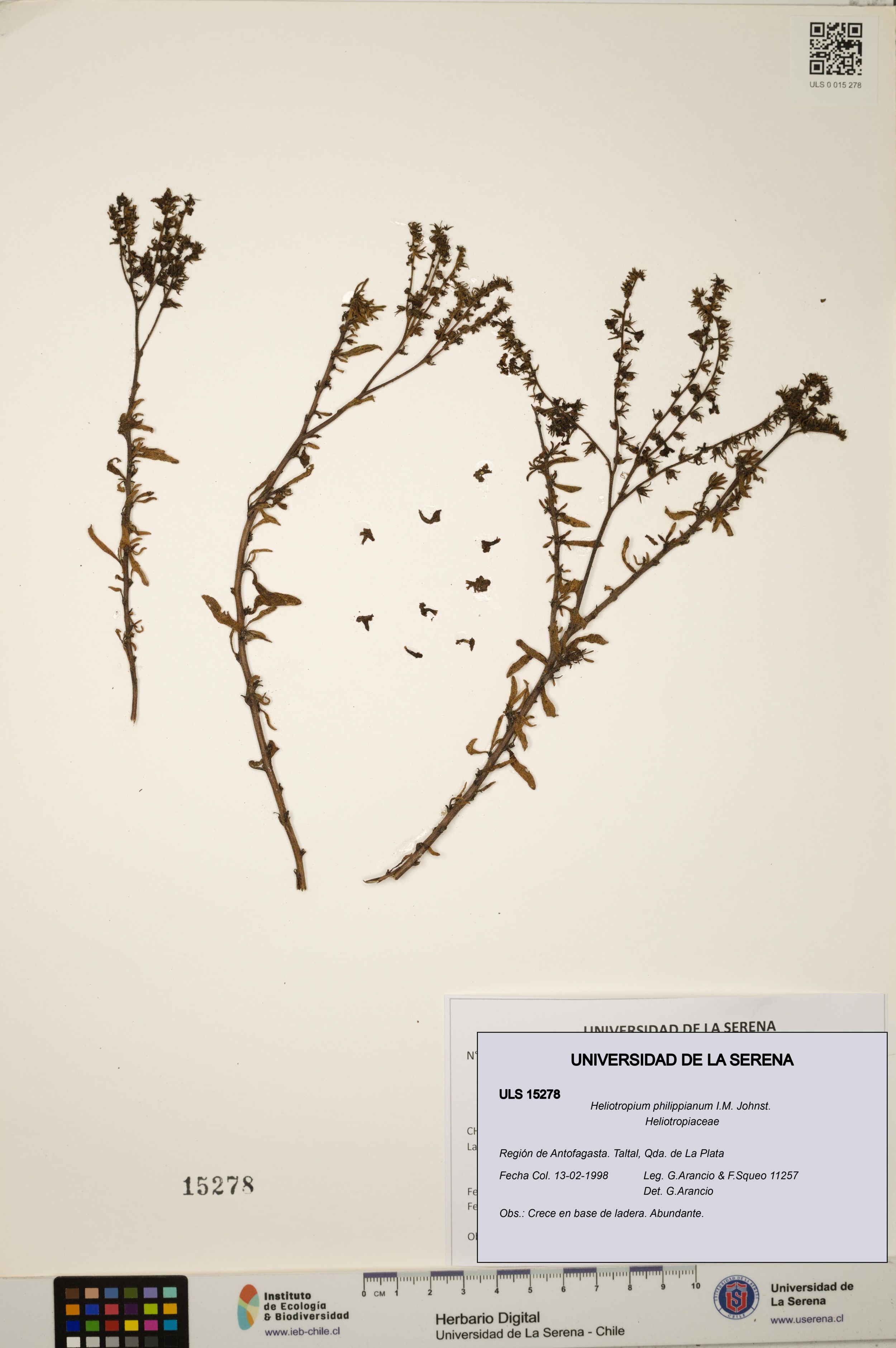 Heliotropium philippianum [Espécimen: ]