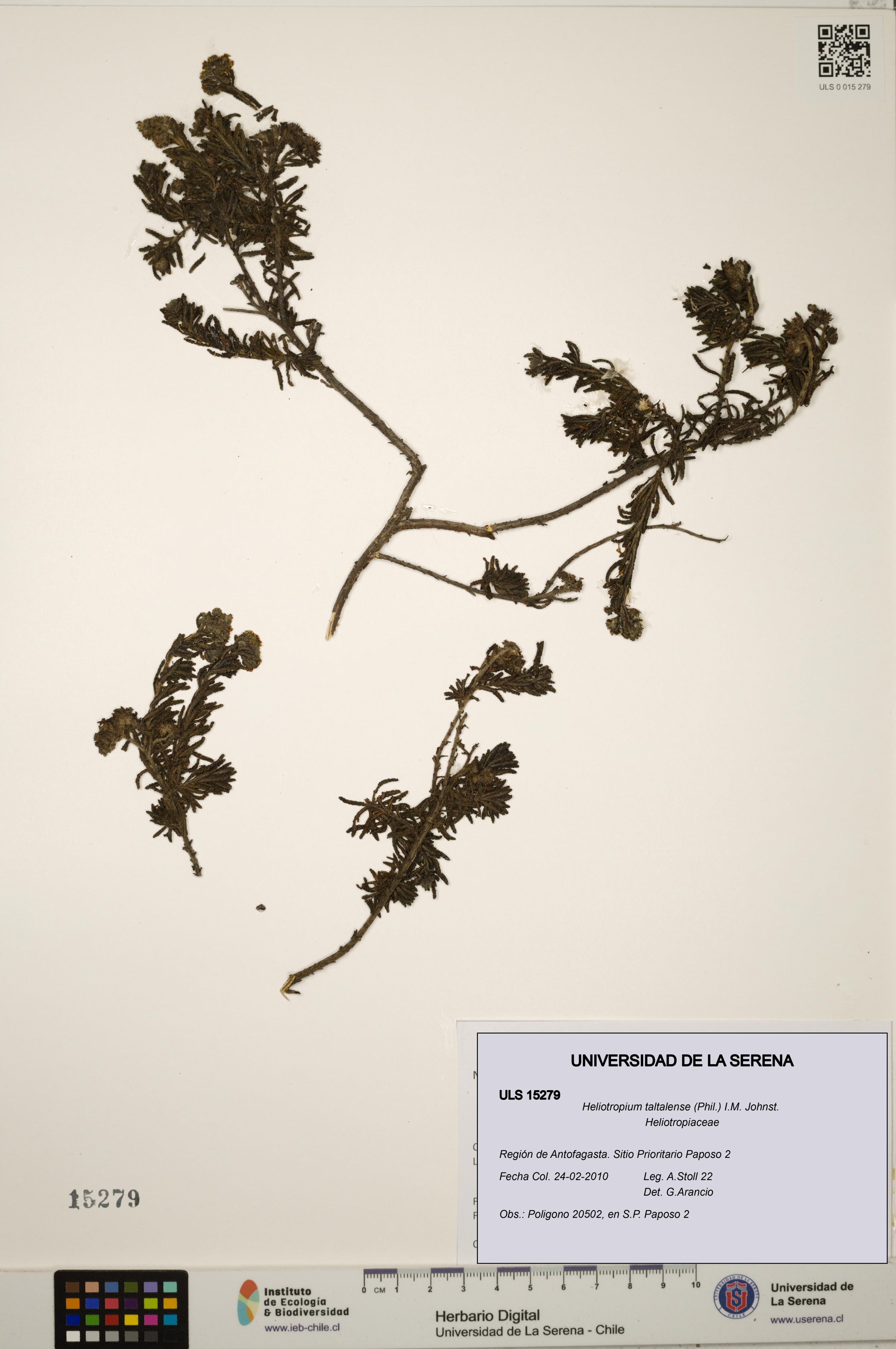Heliotropium taltalense [Espécimen: ]