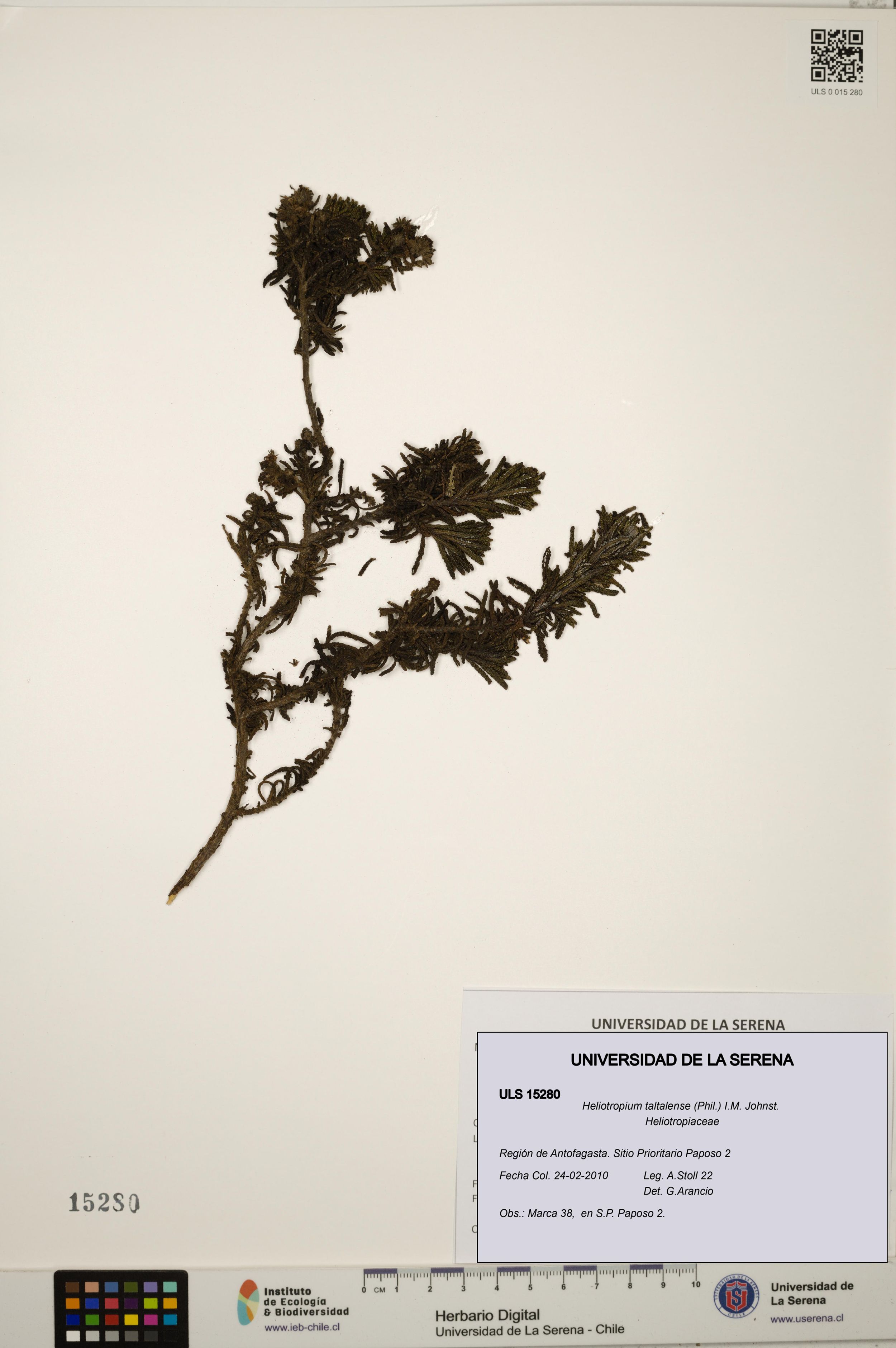 Heliotropium taltalense [Espécimen: ]