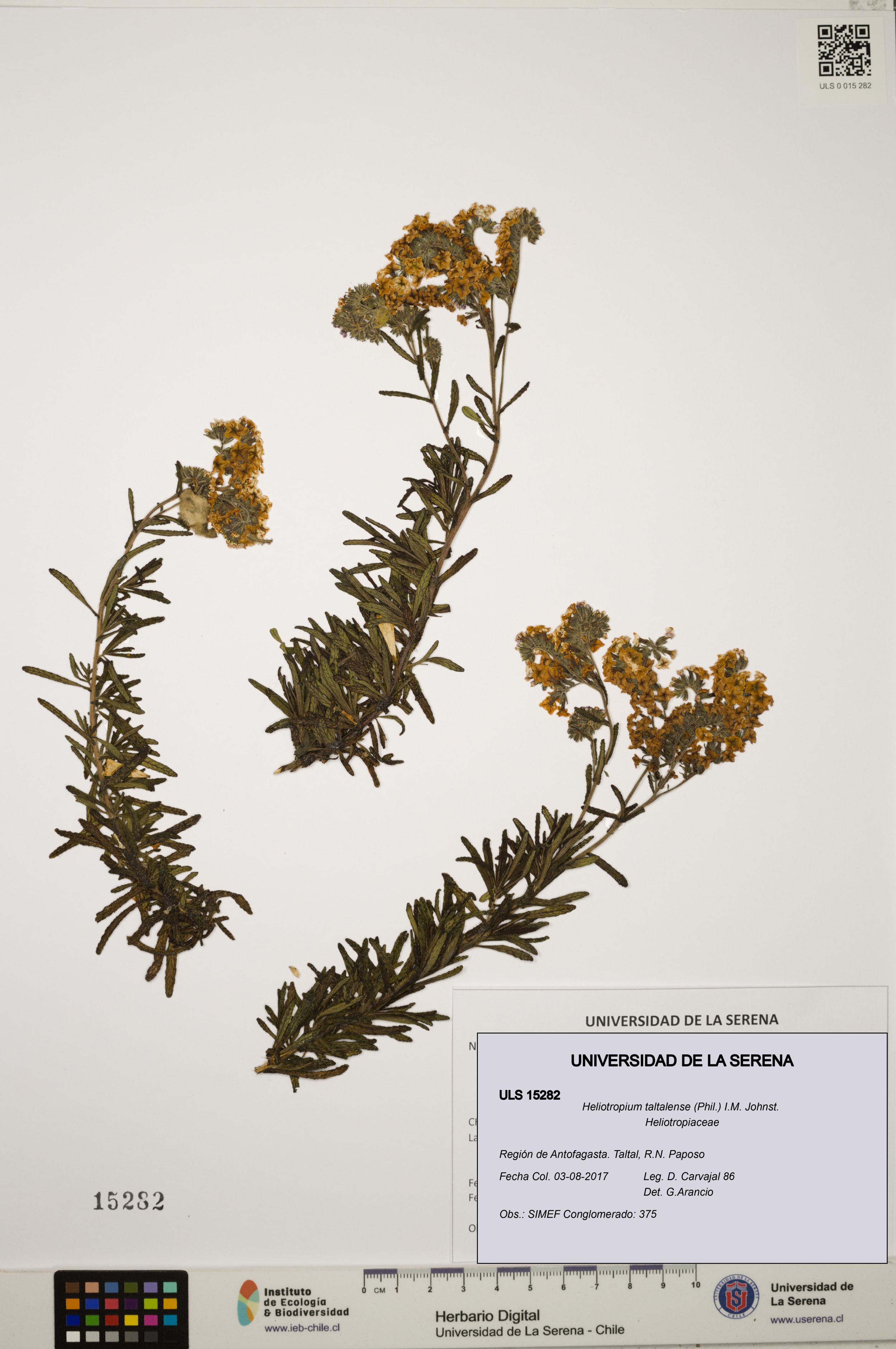 Heliotropium taltalense [Espécimen: ]