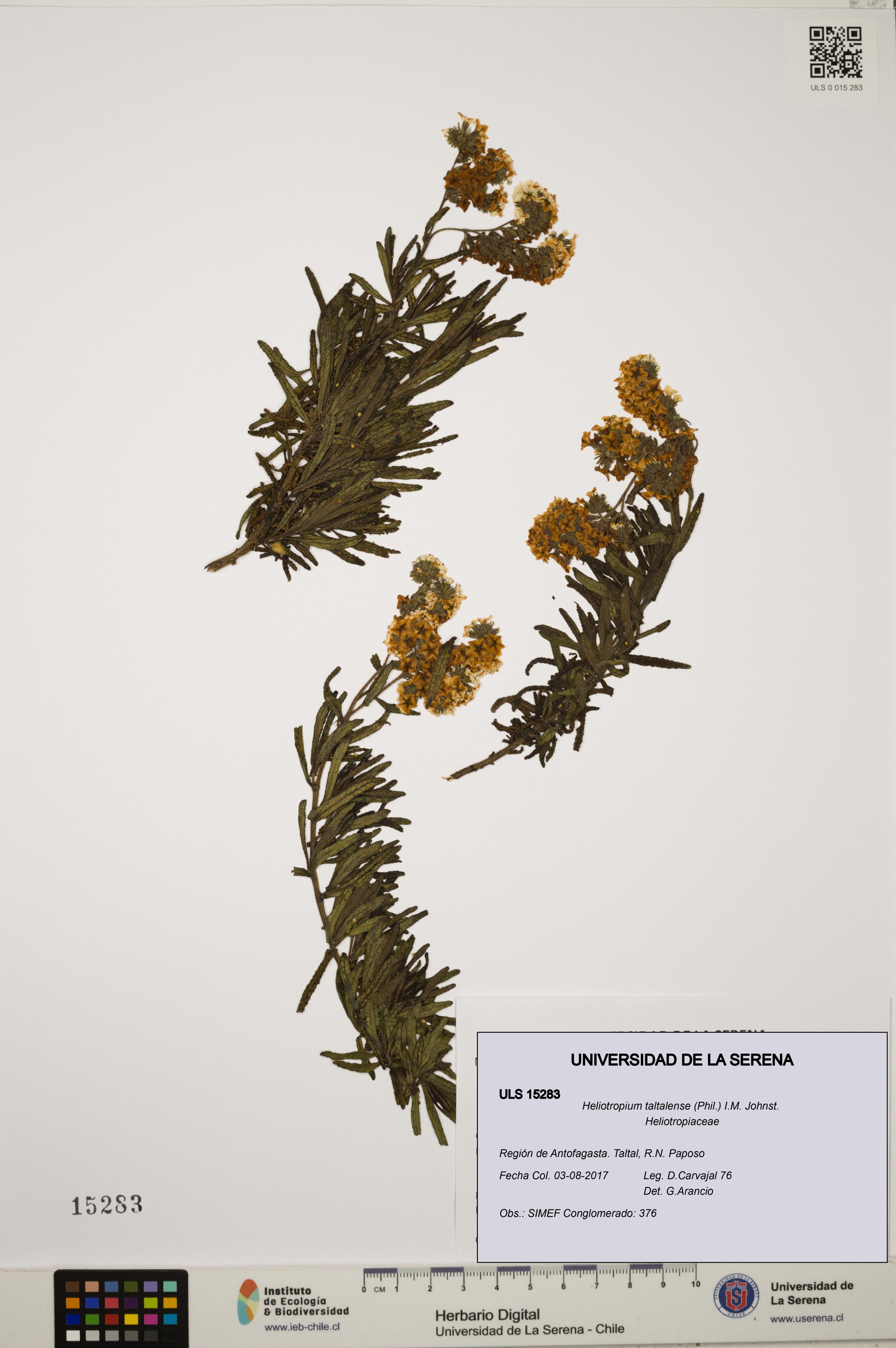 Heliotropium taltalense [Espécimen: ]