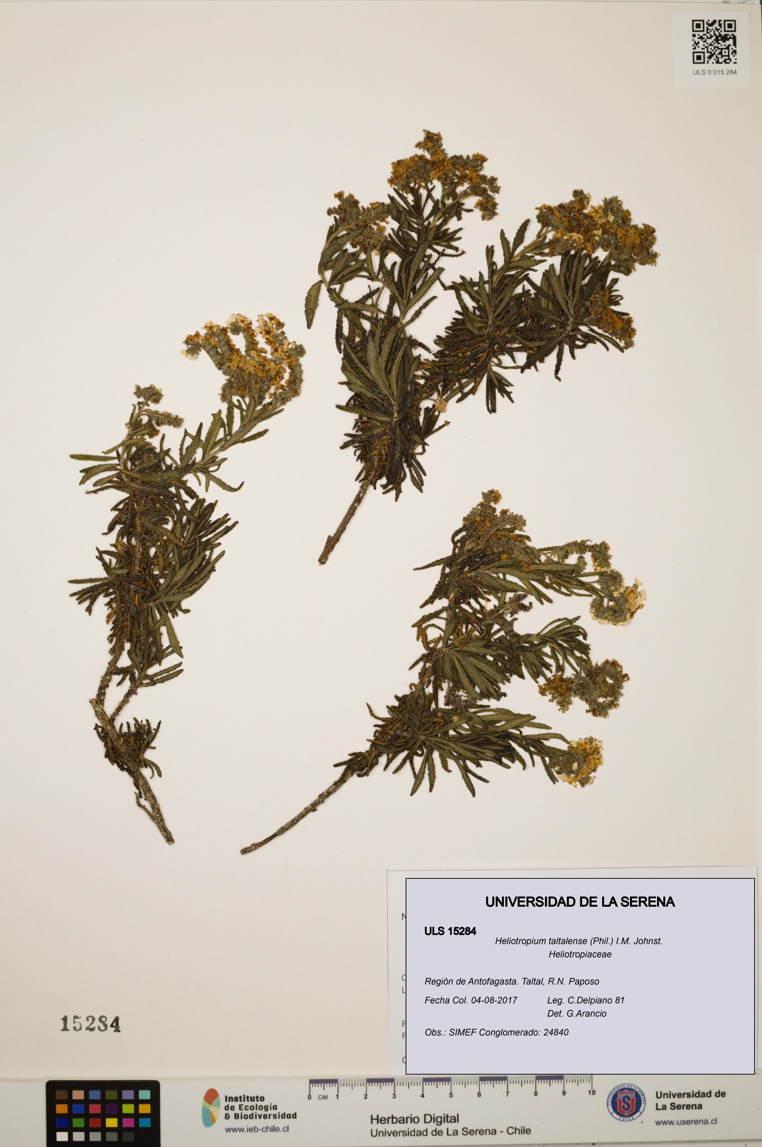 Heliotropium taltalense [Espécimen: ]