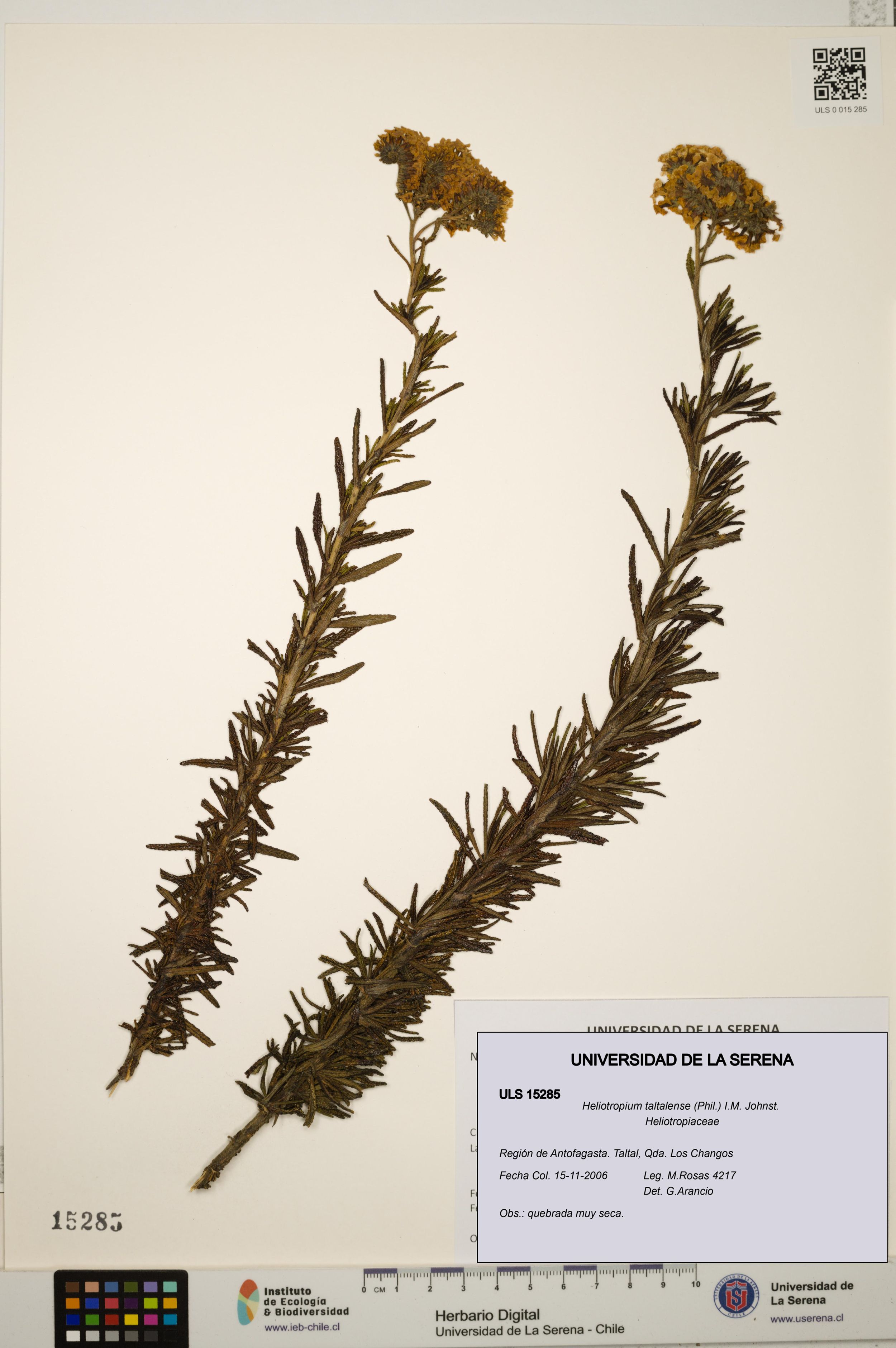Heliotropium taltalense [Espécimen: ]
