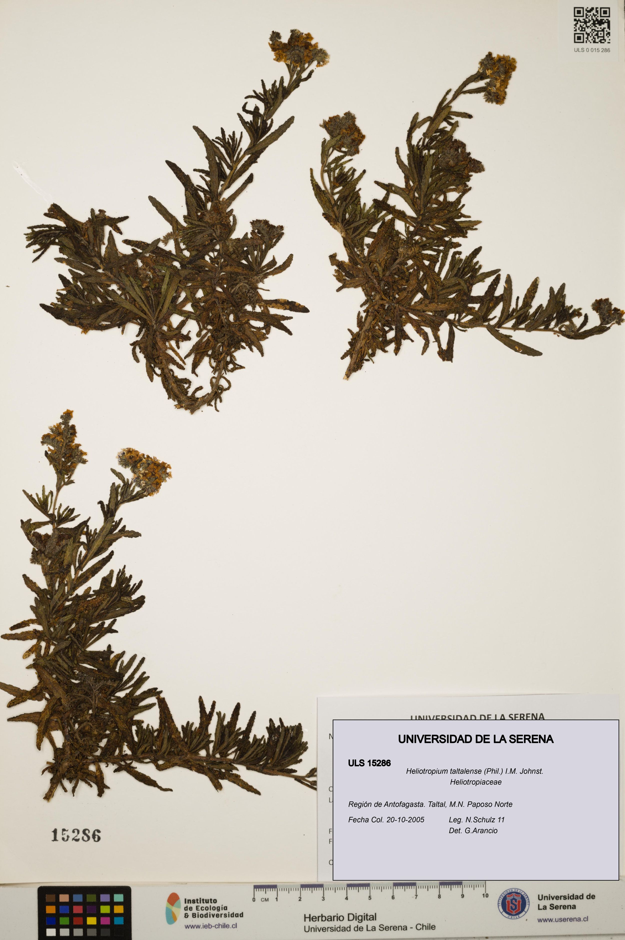 Heliotropium taltalense [Espécimen: ]