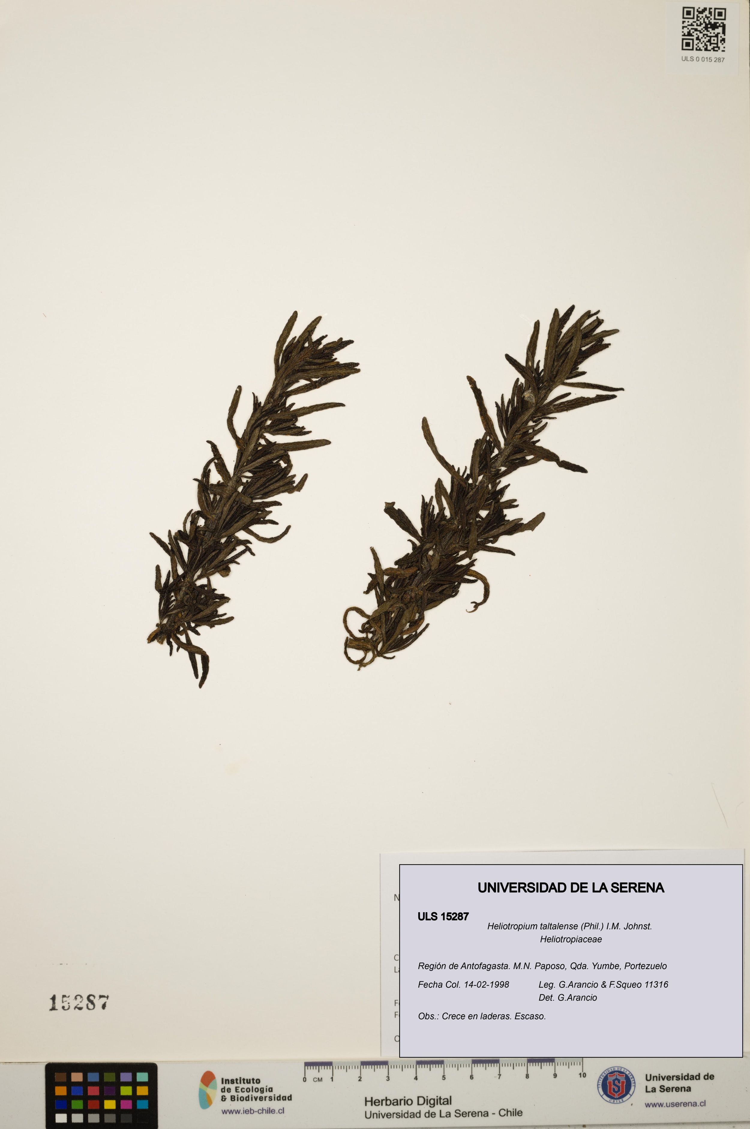 Heliotropium taltalense [Espécimen: ]