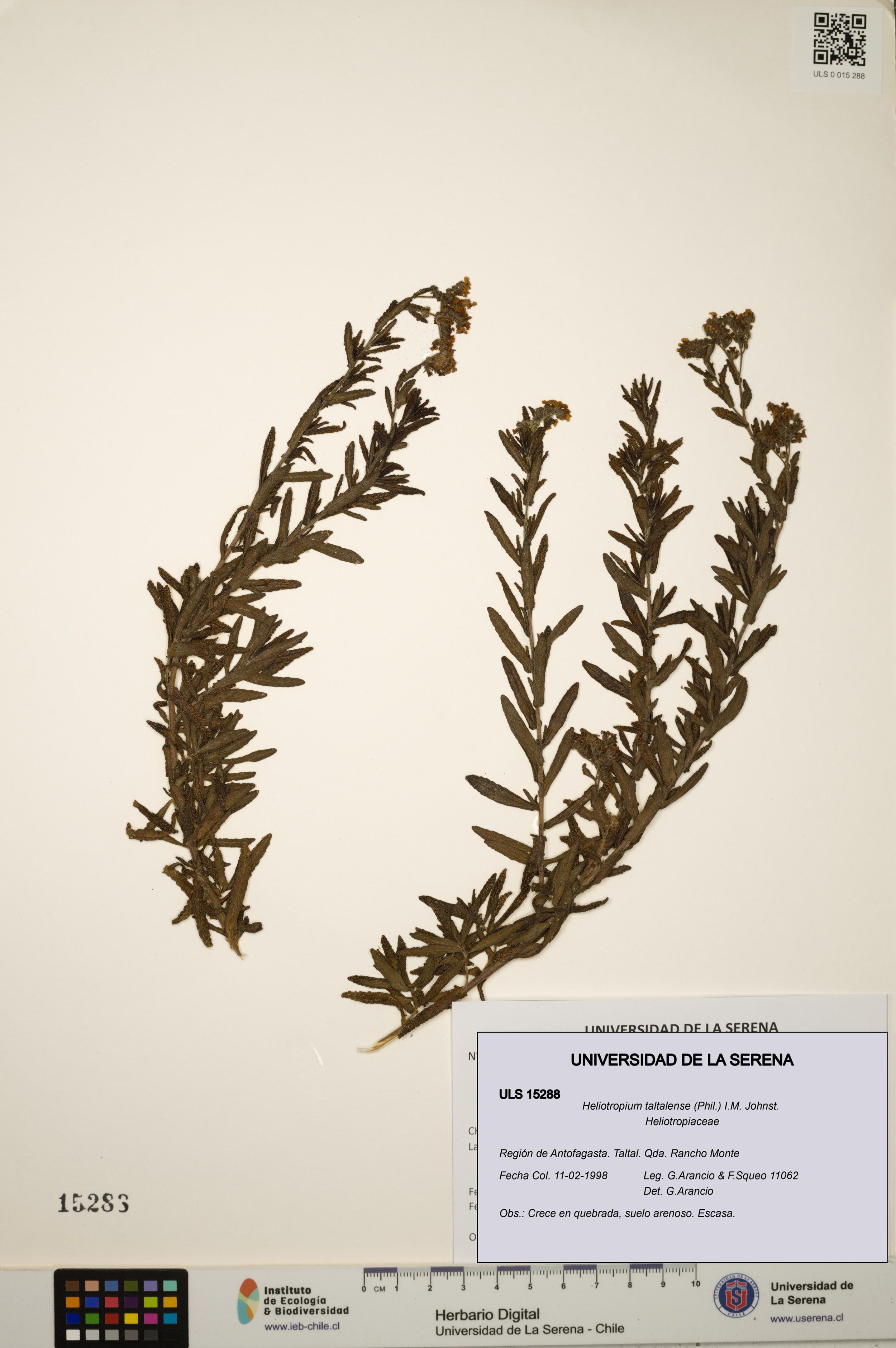 Heliotropium taltalense [Espécimen: ]