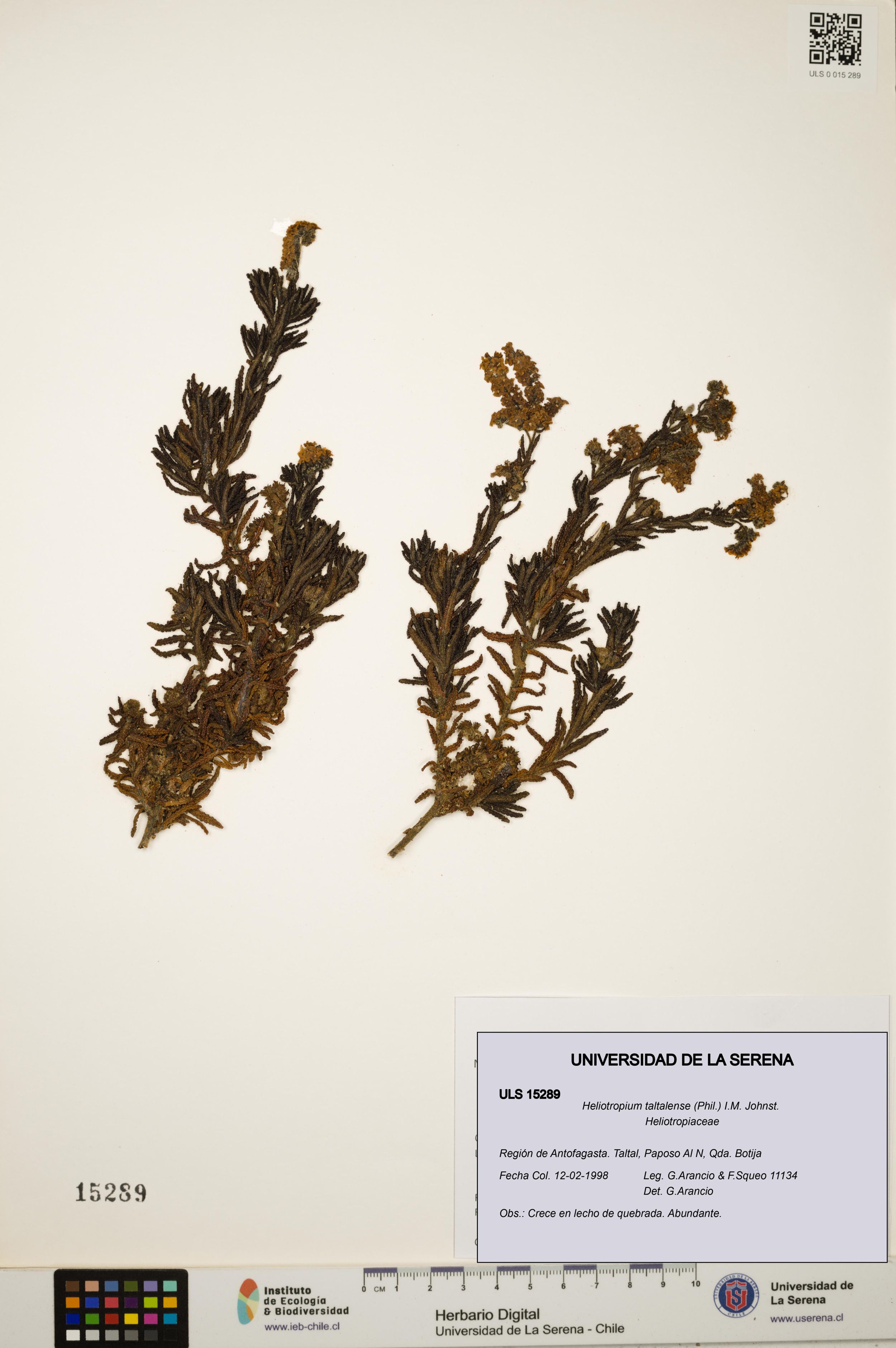 Heliotropium taltalense [Espécimen: ]