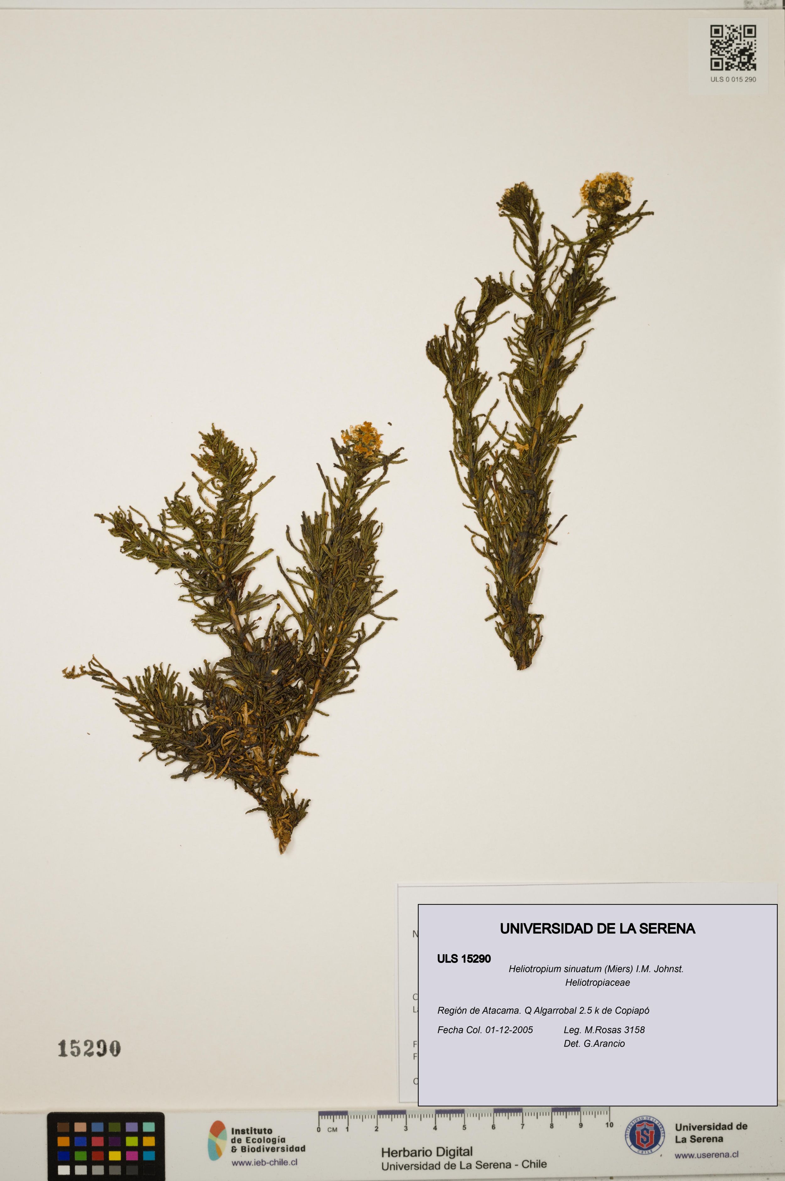Heliotropium sinuatum [Espécimen: ]