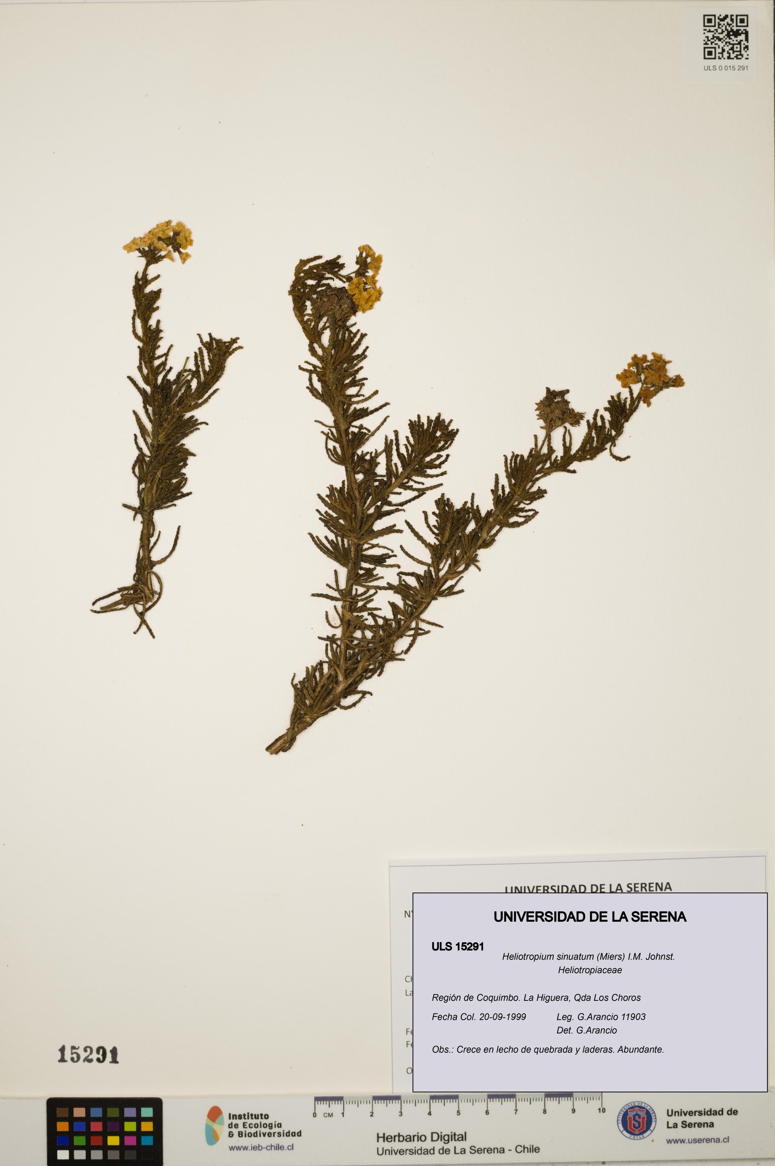 Heliotropium sinuatum [Espécimen: ]