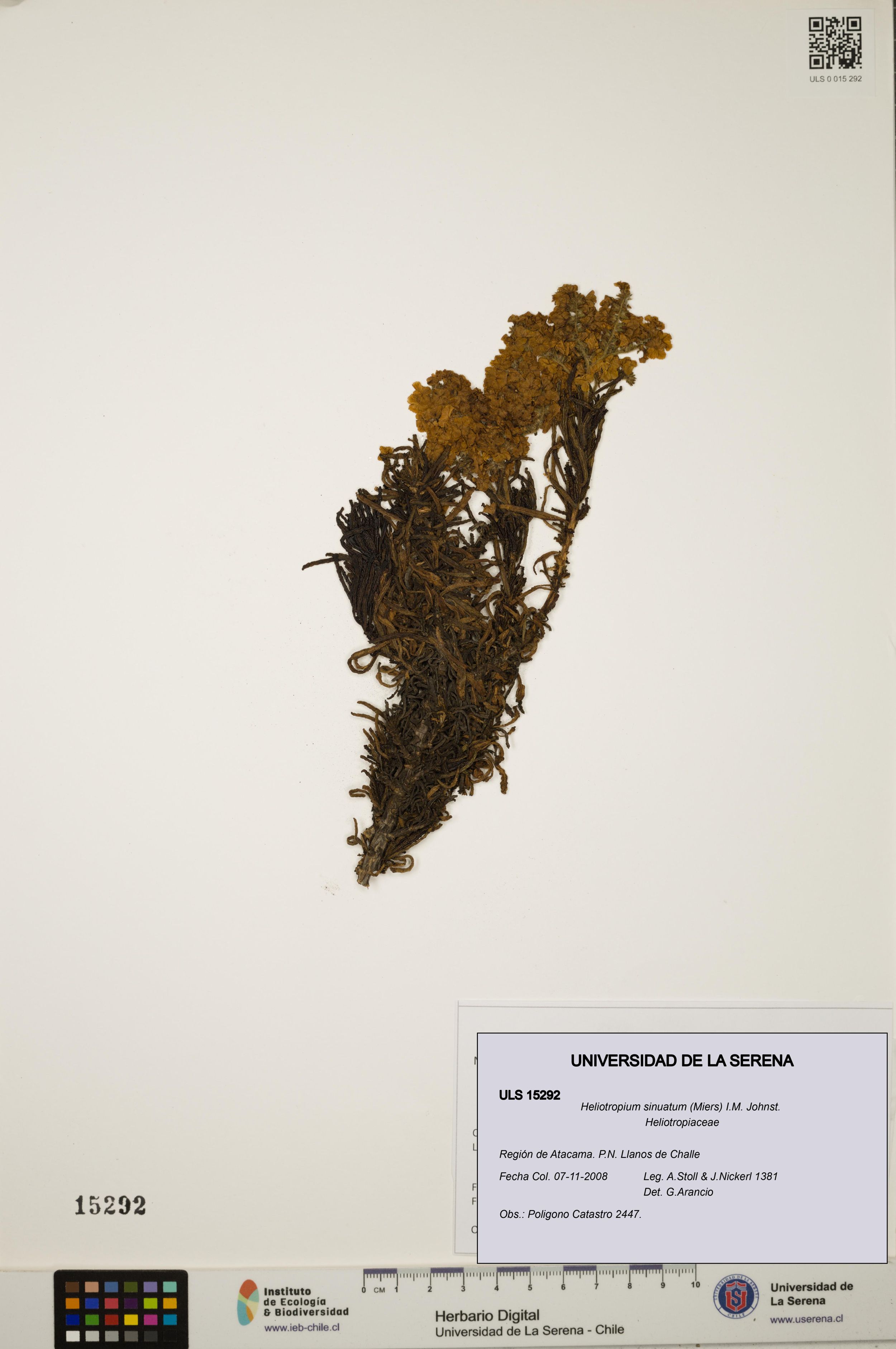 Heliotropium sinuatum [Espécimen: ]