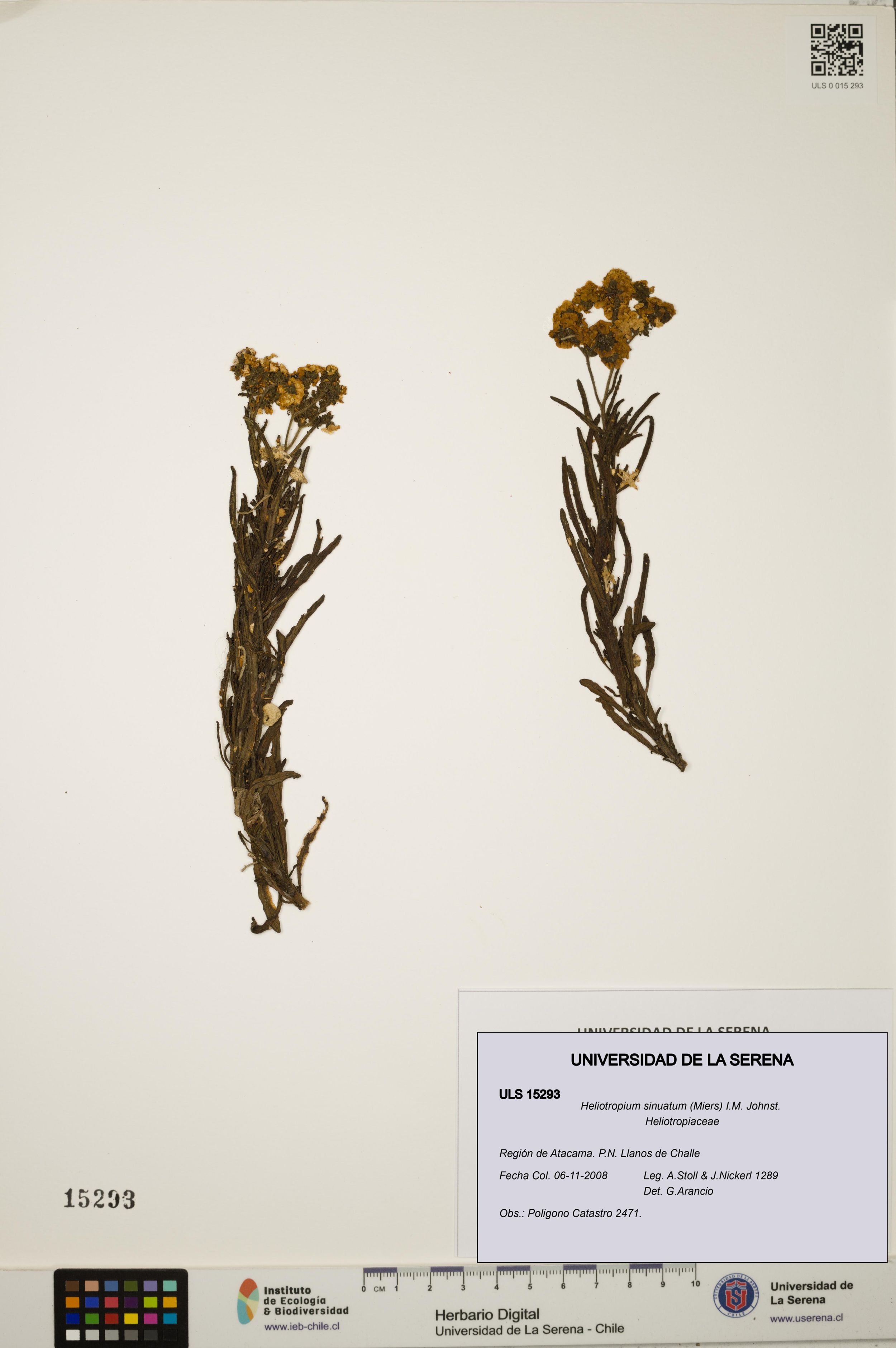 Heliotropium sinuatum [Espécimen: ]