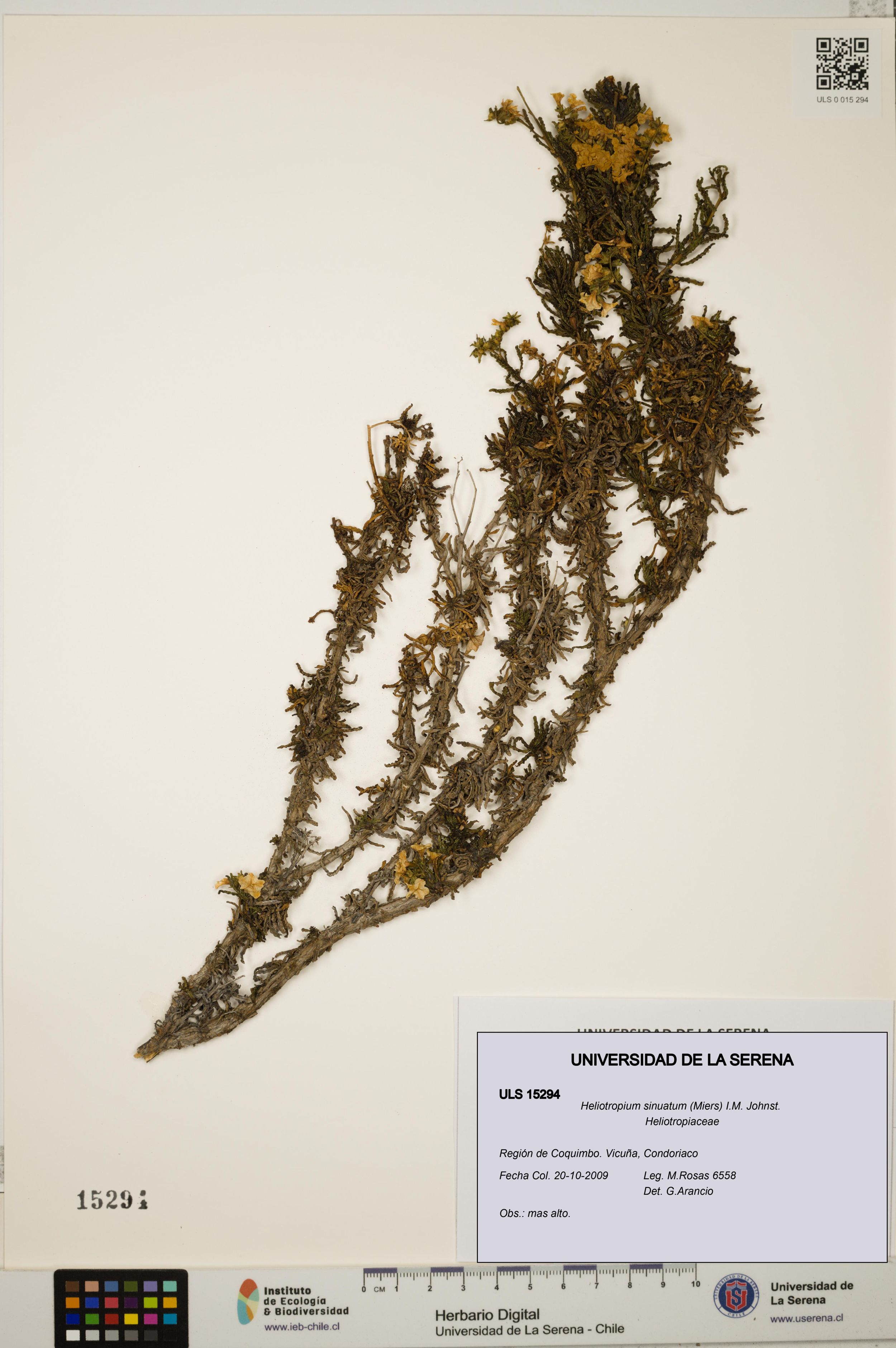 Heliotropium sinuatum [Espécimen: ]