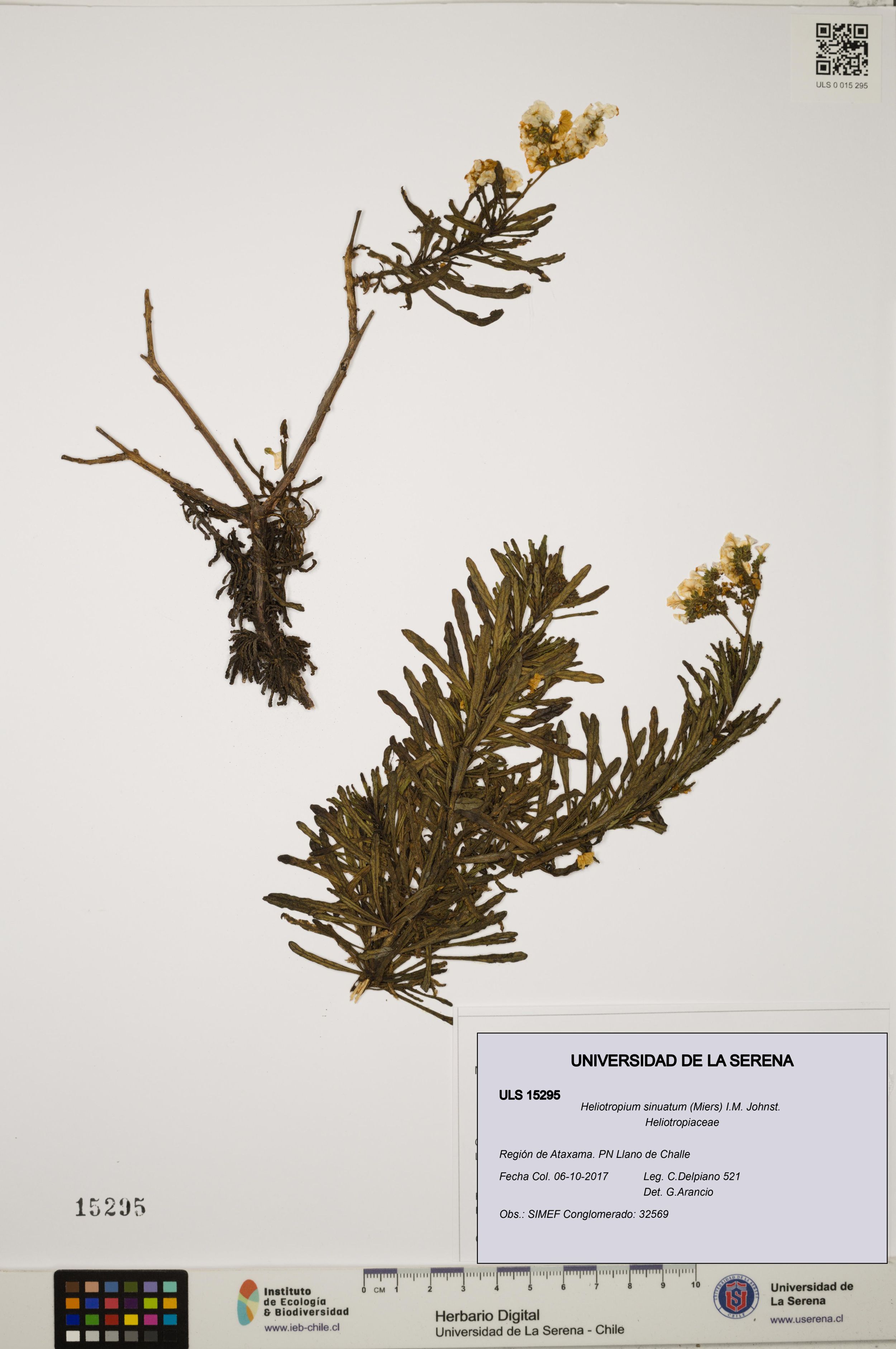 Heliotropium sinuatum [Espécimen: ]