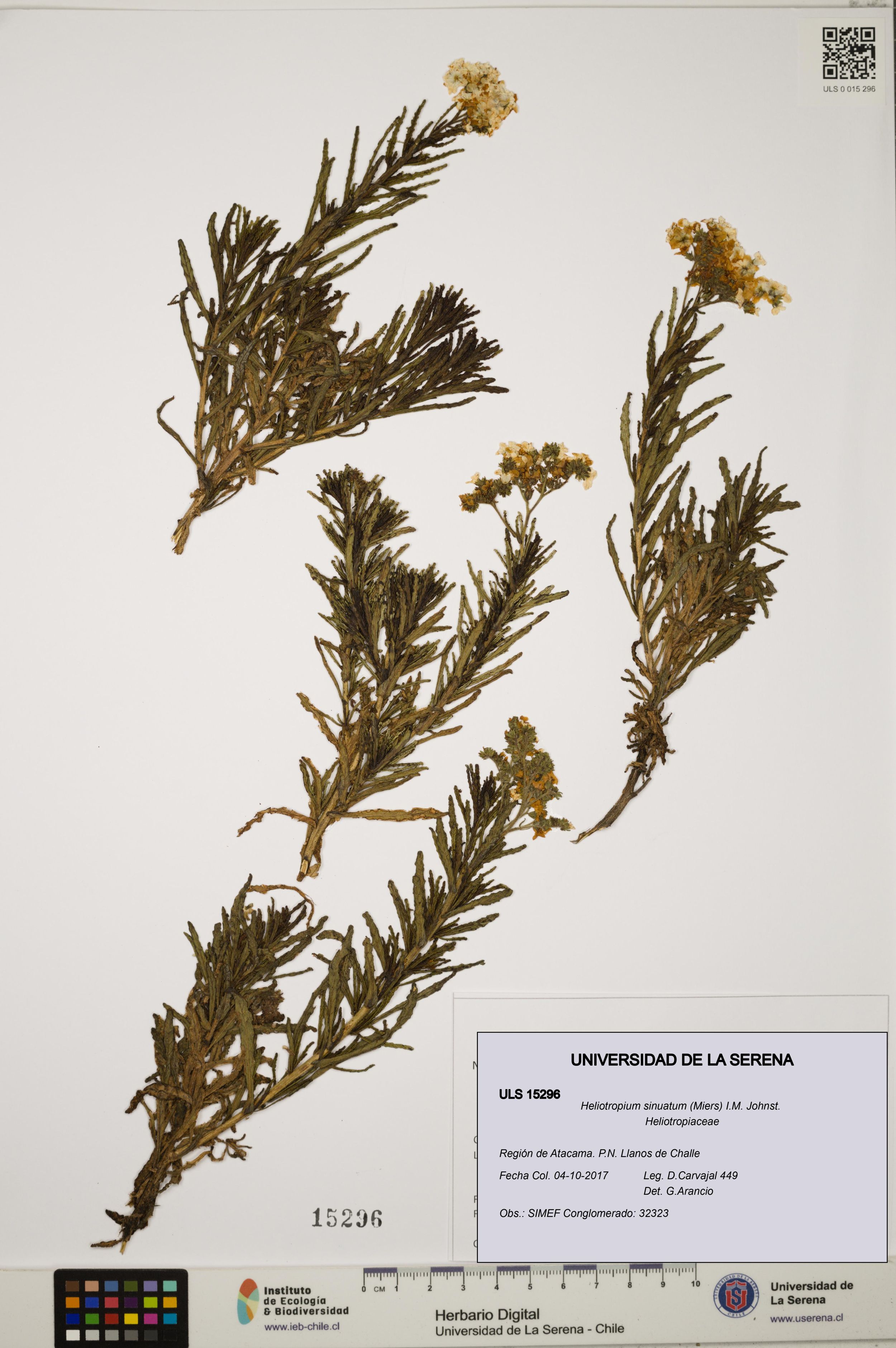Heliotropium sinuatum [Espécimen: ]