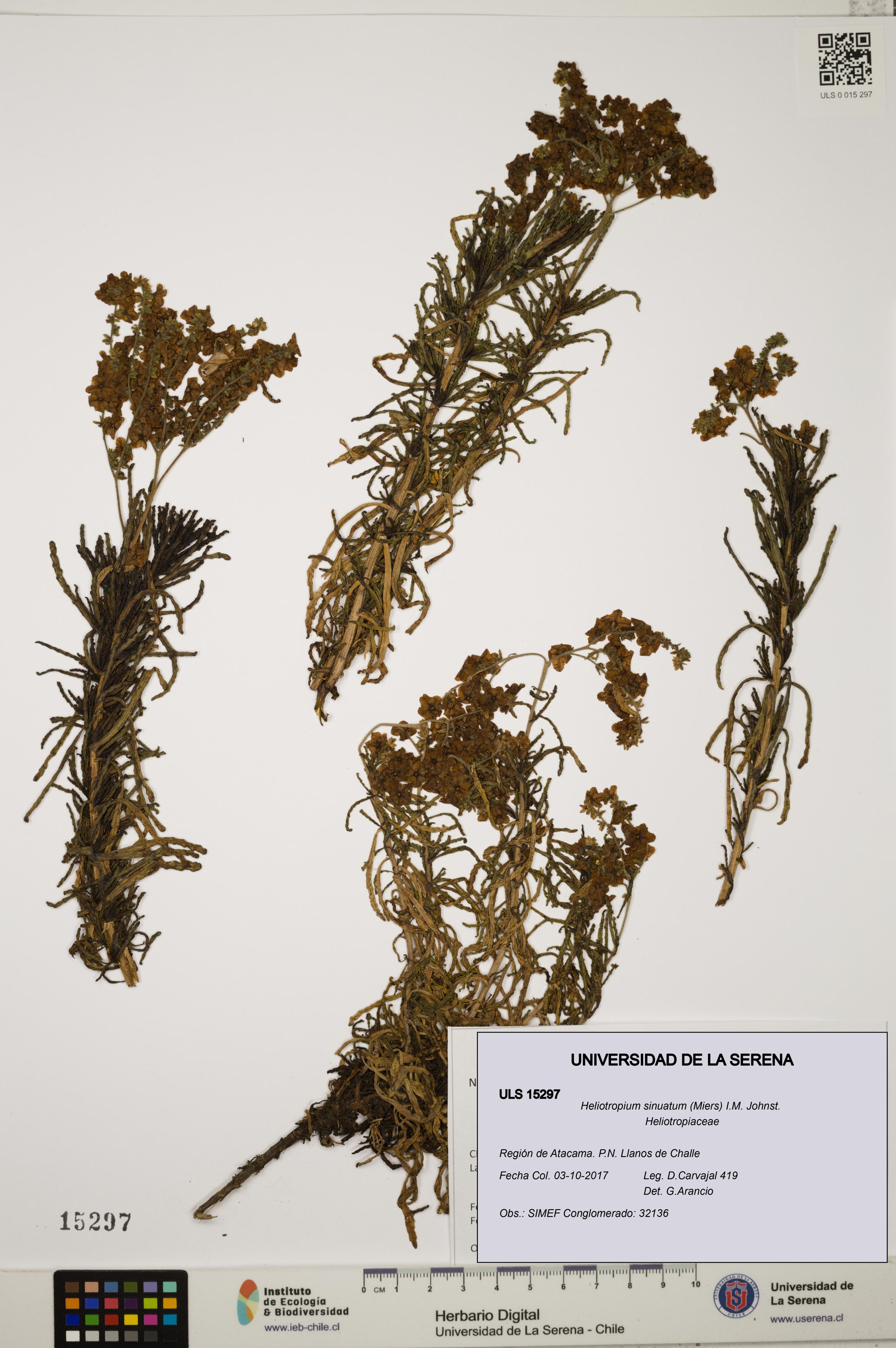 Heliotropium sinuatum [Espécimen: ]