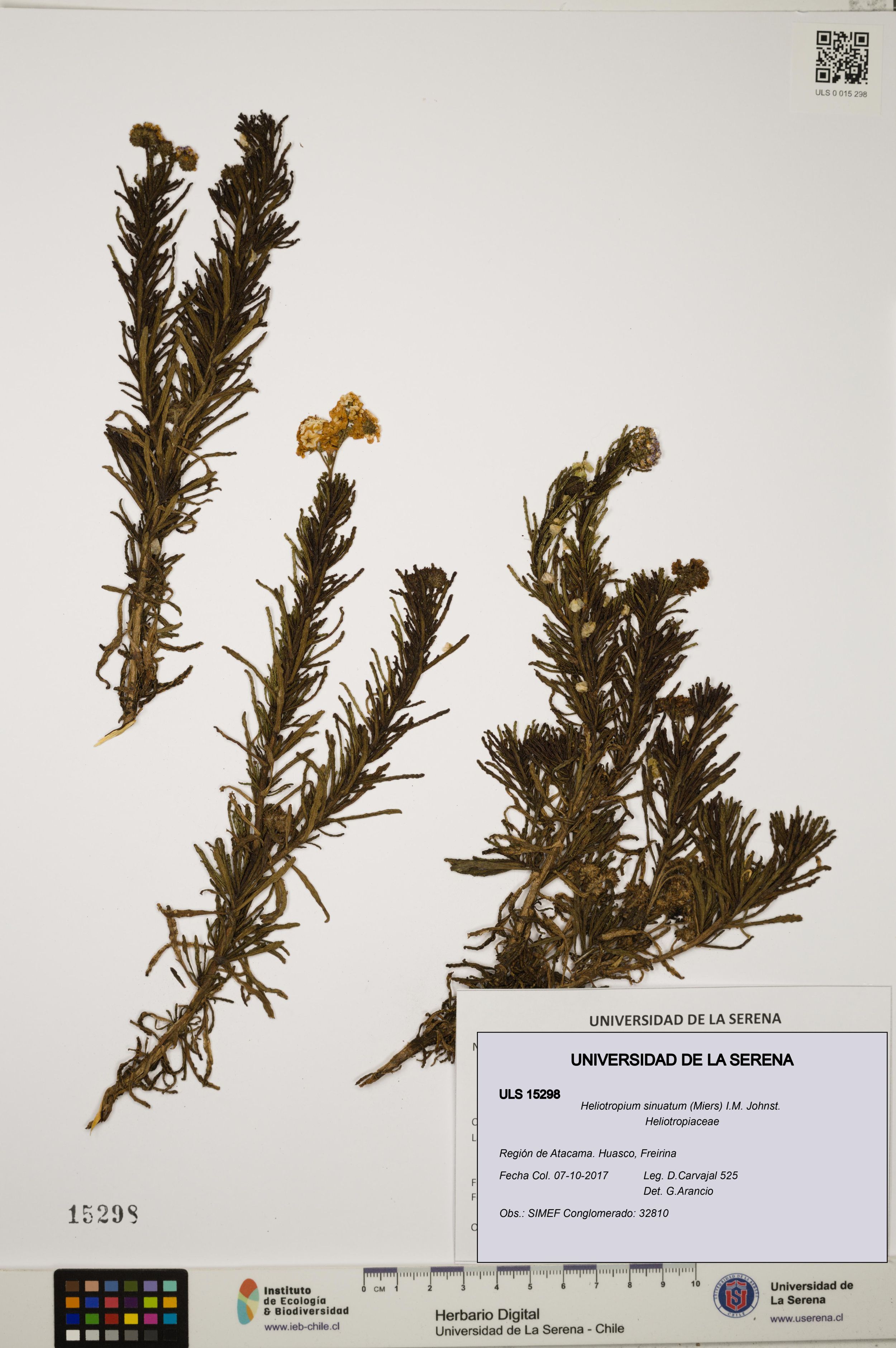 Heliotropium sinuatum [Espécimen: ]