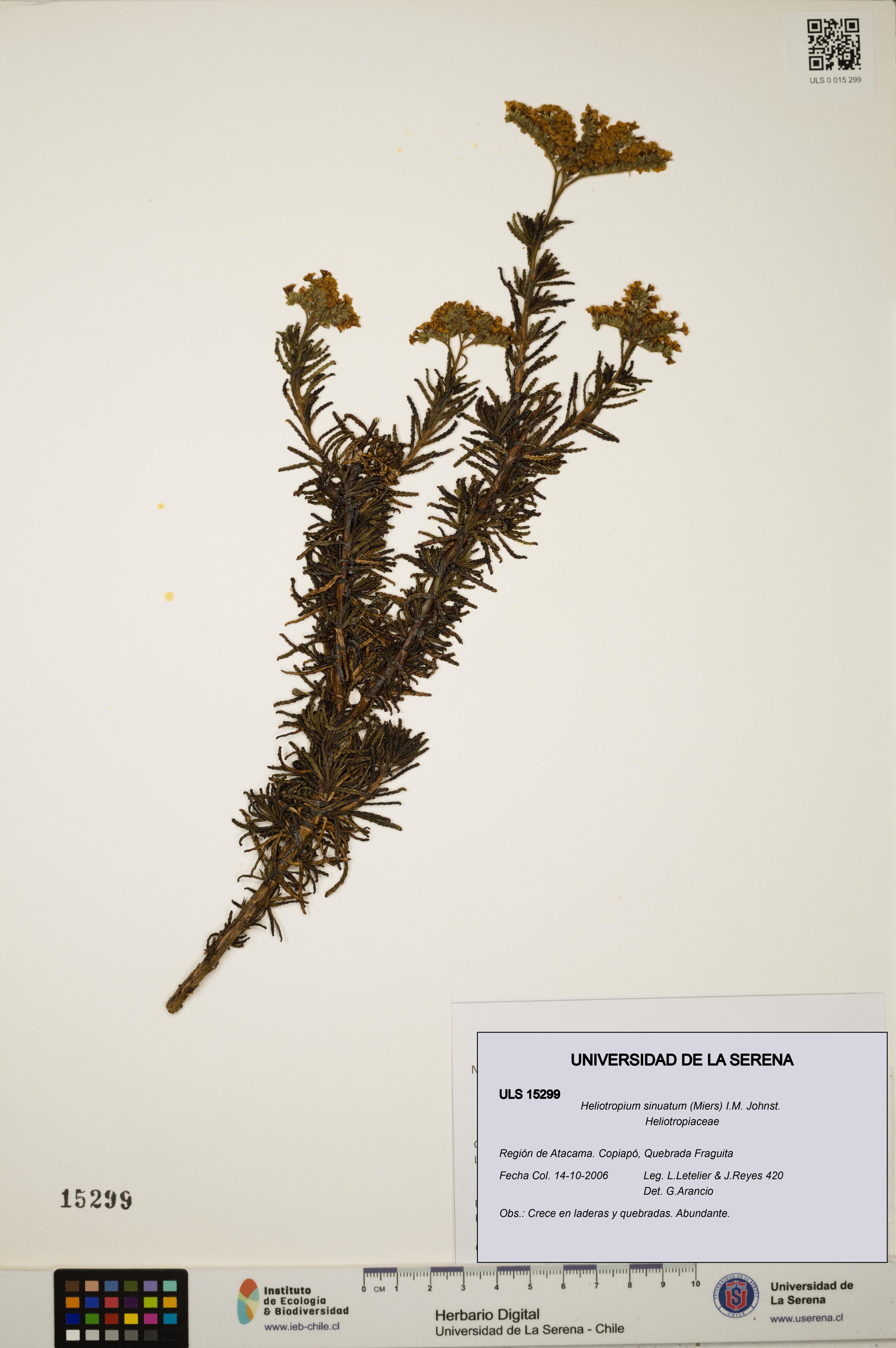 Heliotropium sinuatum [Espécimen: ]