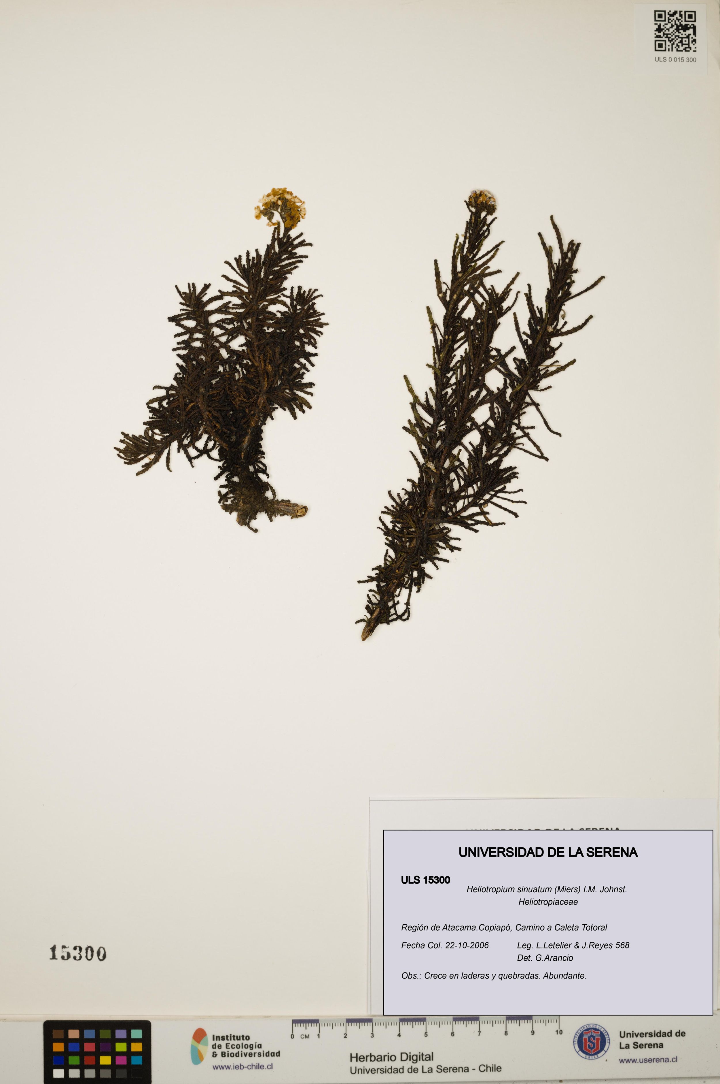 Heliotropium sinuatum [Espécimen: ]